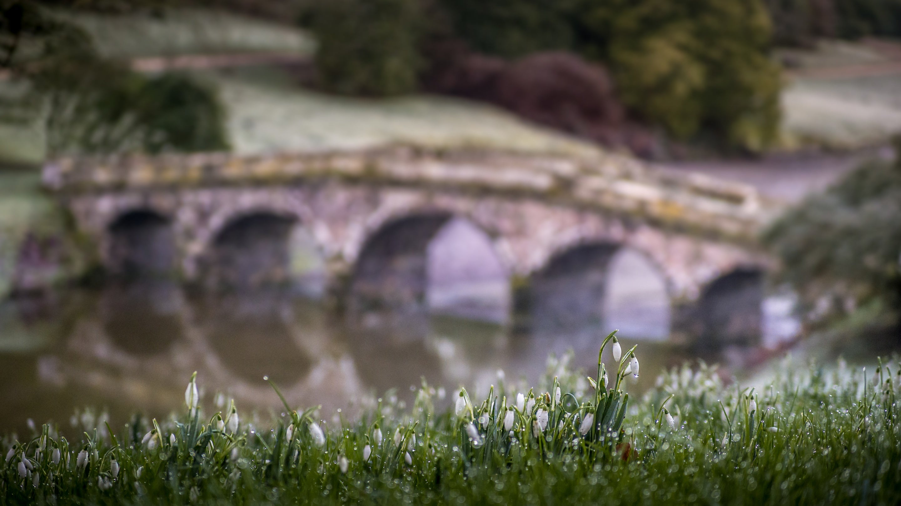 Snowdrops in front of the five-arched Palladian Bridge in Stourhead's garden, Wiltshire