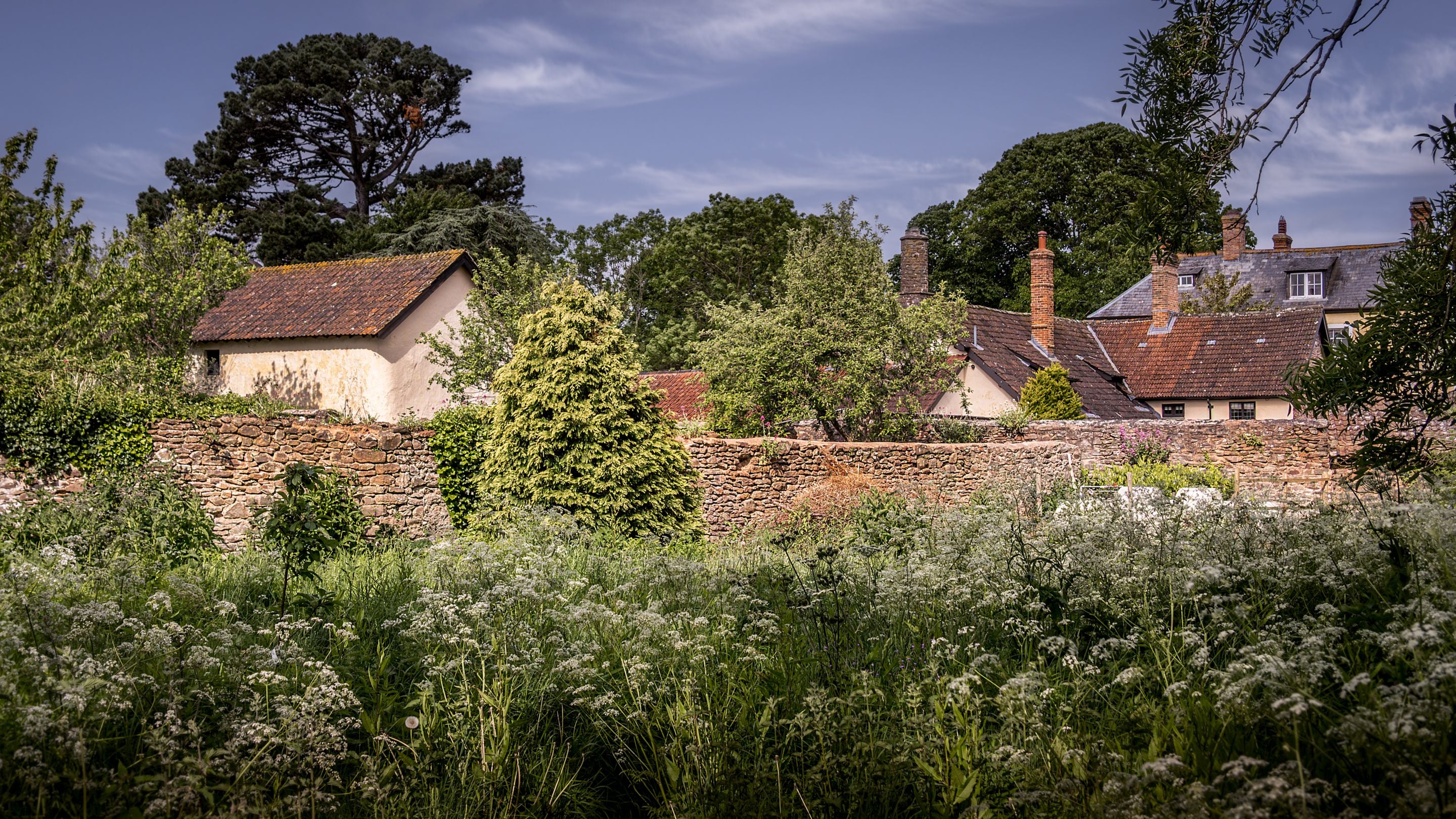 The wild meadow area of the garden at Cross Lane House, Somerset