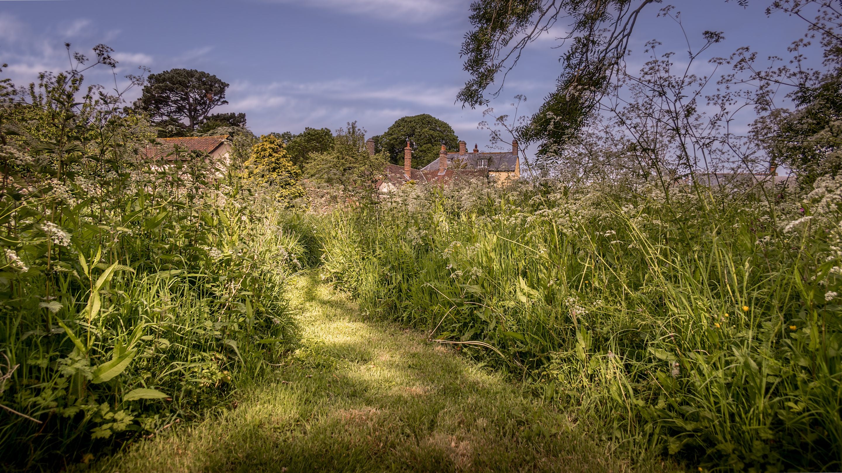 The wild meadow area of the garden at Cross Lane House, Somerset