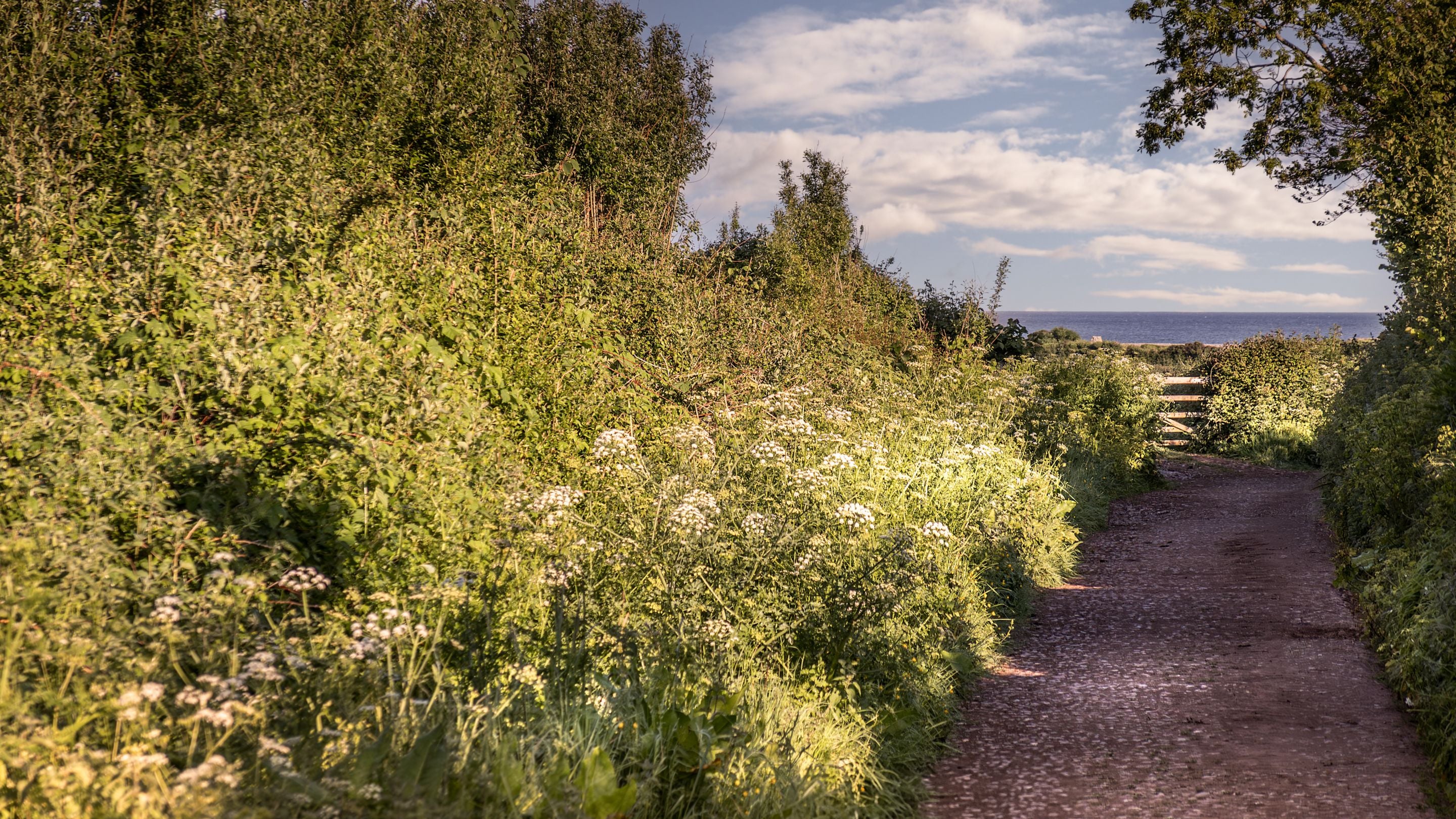 The area surrounding Holnicote Lower House, Somerset