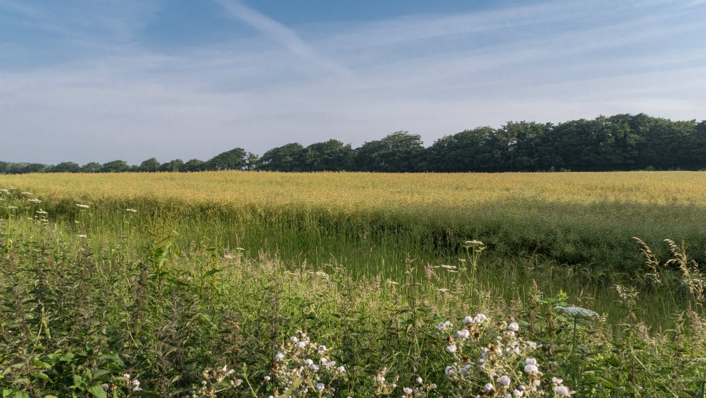 View from Summerhouse Cottage, Wraxall, Somerse