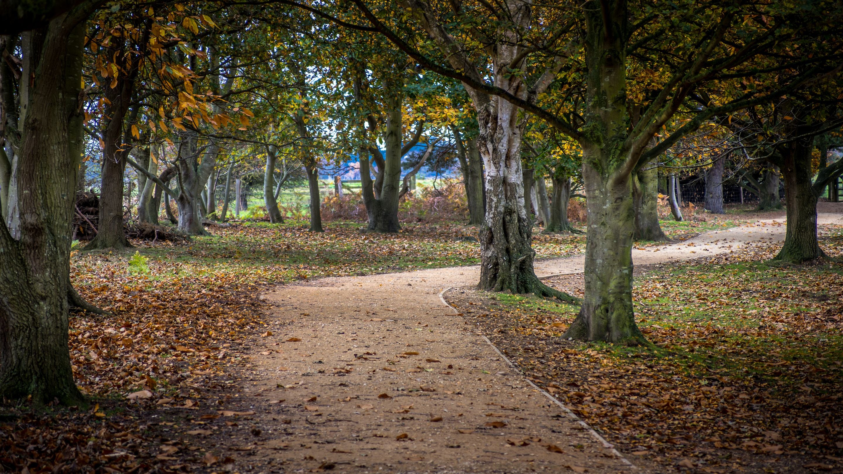 A woodland footpath at Sutton Hoo in autumn, Suffolk