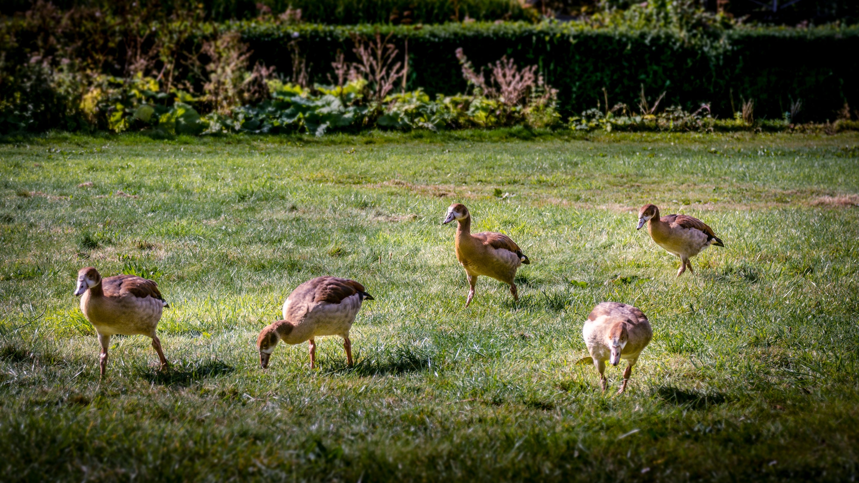 The gardens at Ickworth Gardens House, Suffolk (3).jpg Name *