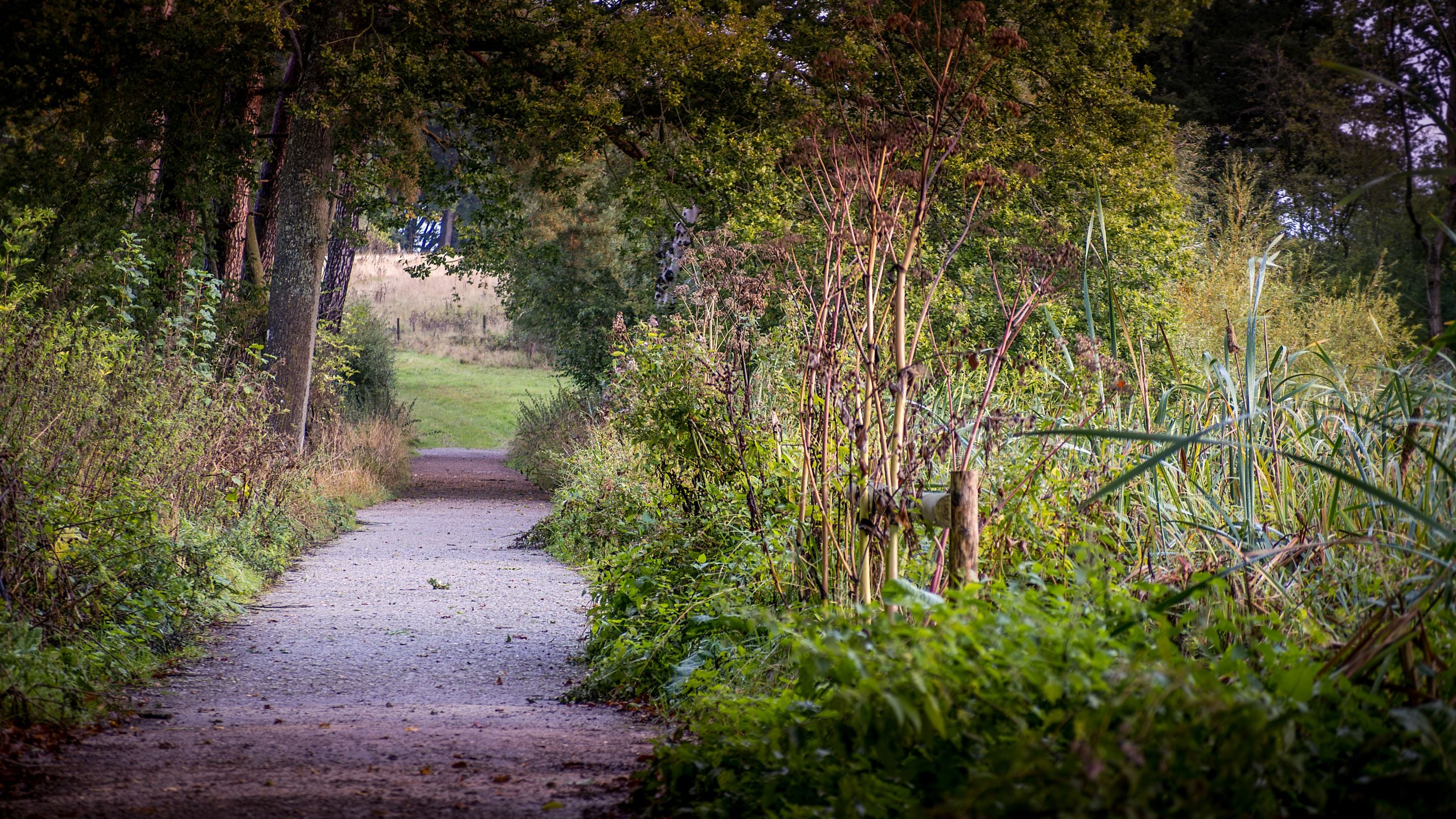 A woodland trail near The Round House, Suffolk