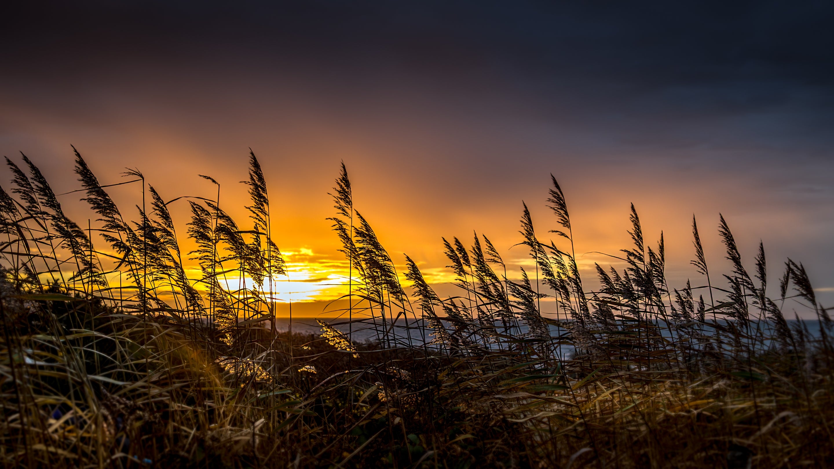 The surrounding area of Dunwich Heath at Stonechat, Suffolk