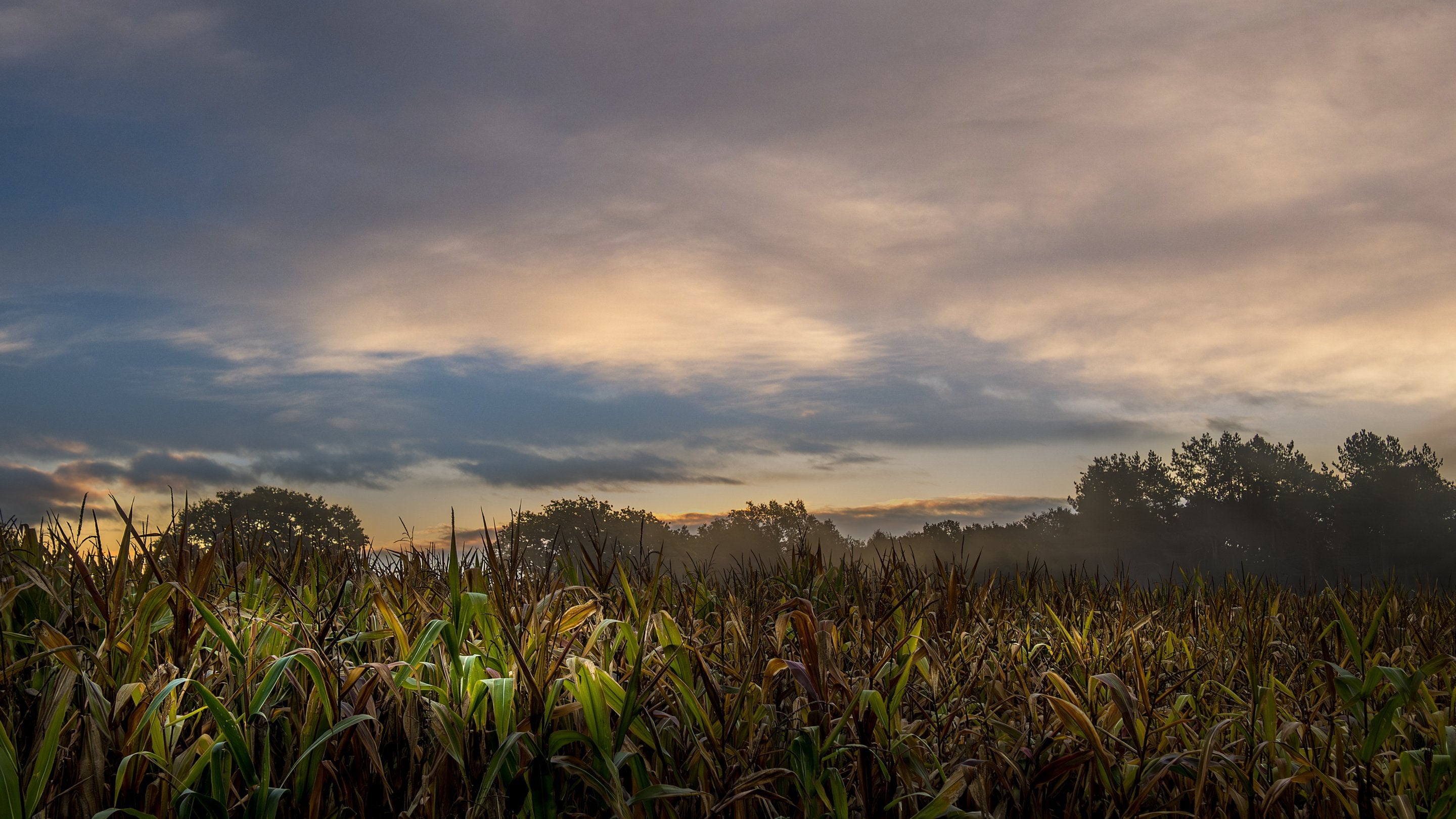 The surrounding area of Thorington Hall, Suffolk