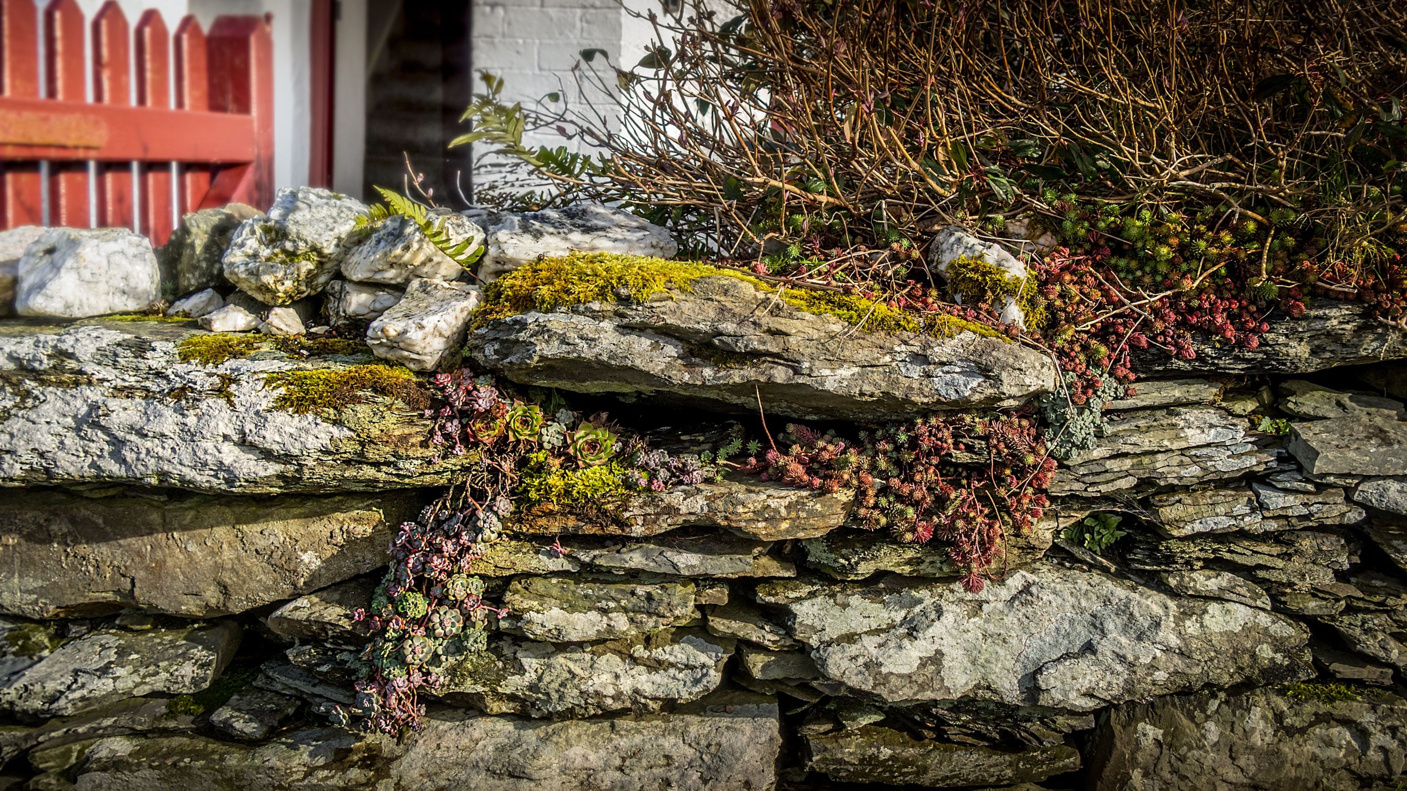The garden wall at 3 Siloam Cottage, Conwy