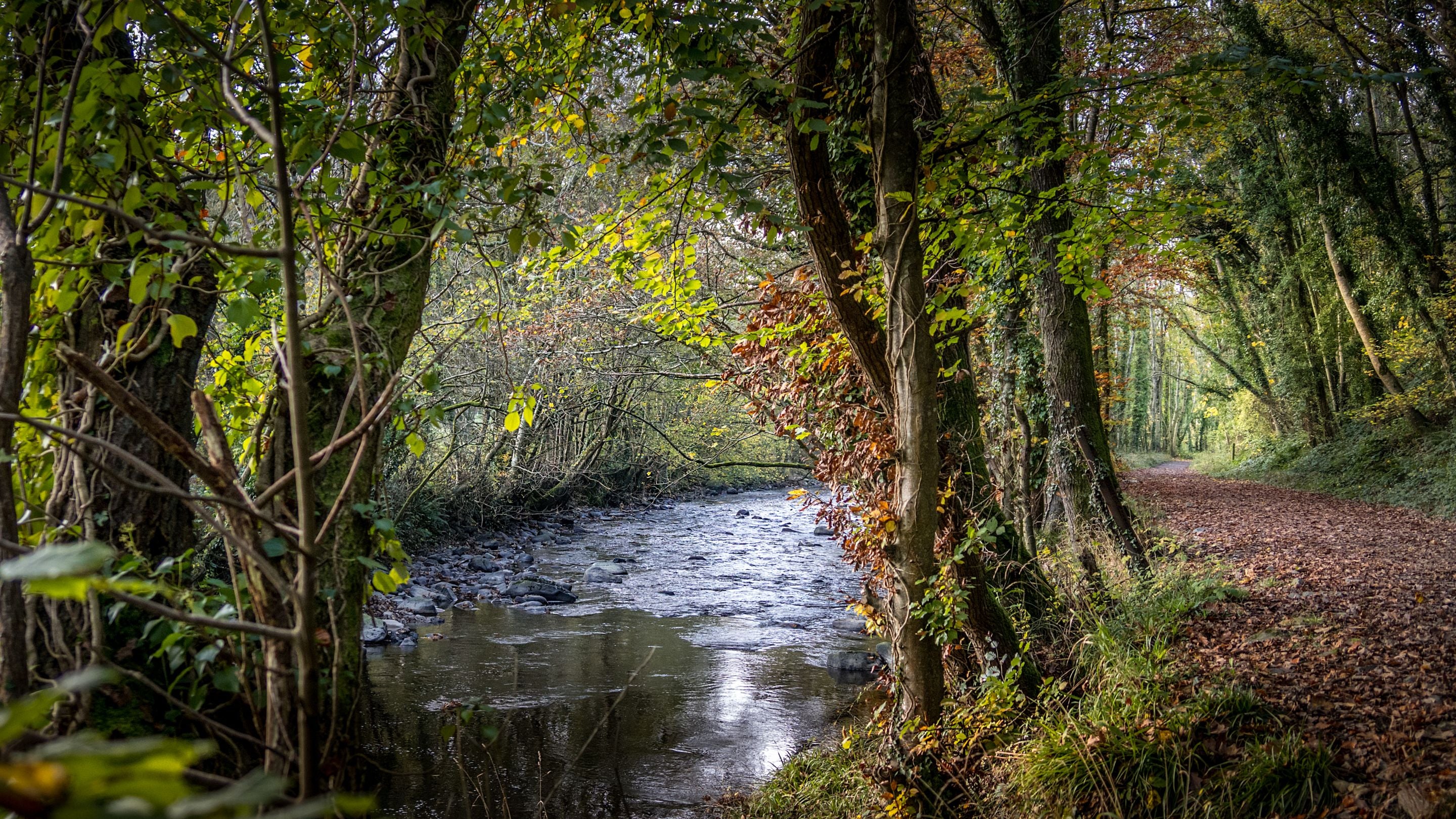 A footpath by the river on the Llanerchaeron estate, near Abermydyr and Pontbrenmydyr cottages, Ceredigion