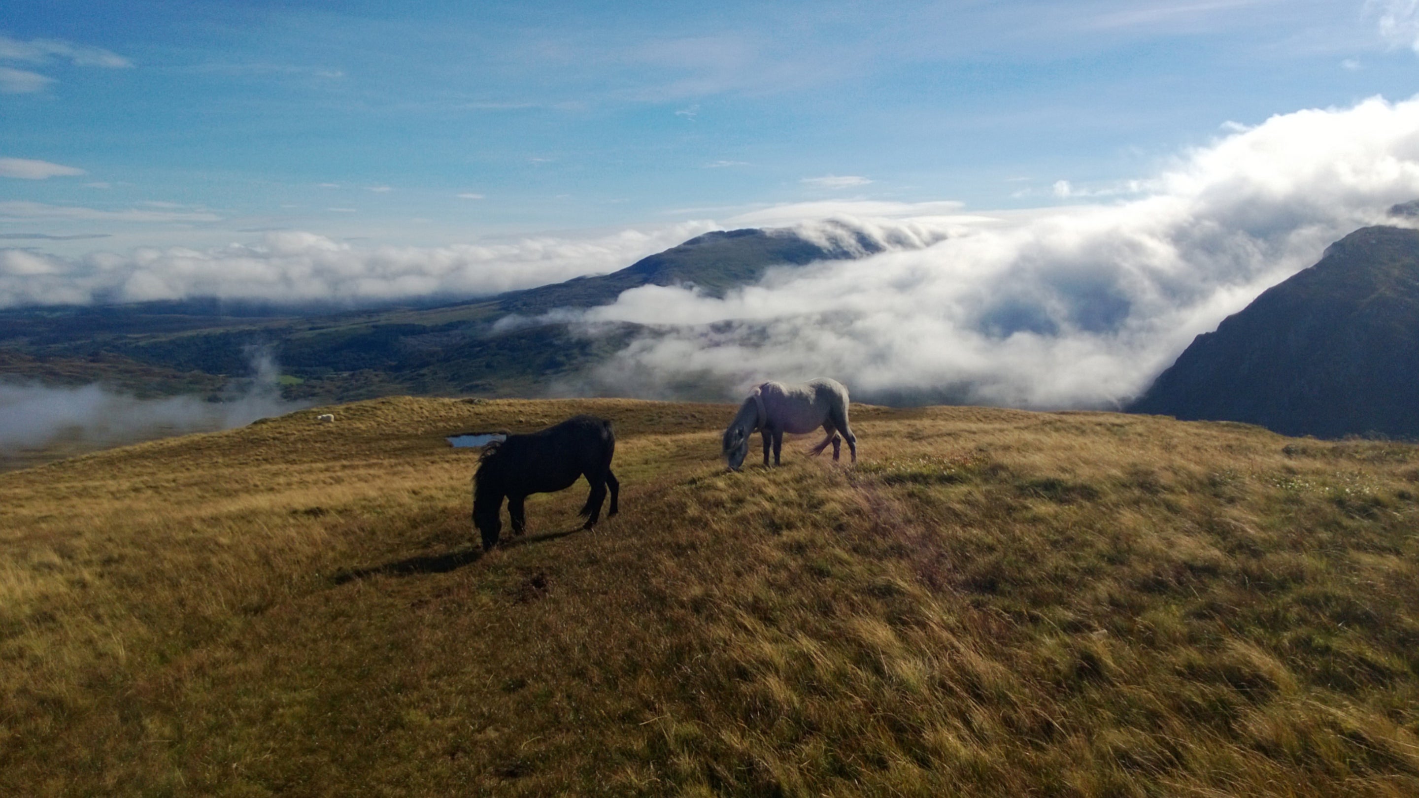 Ponies grazing on an upland grassland in Snowdonia