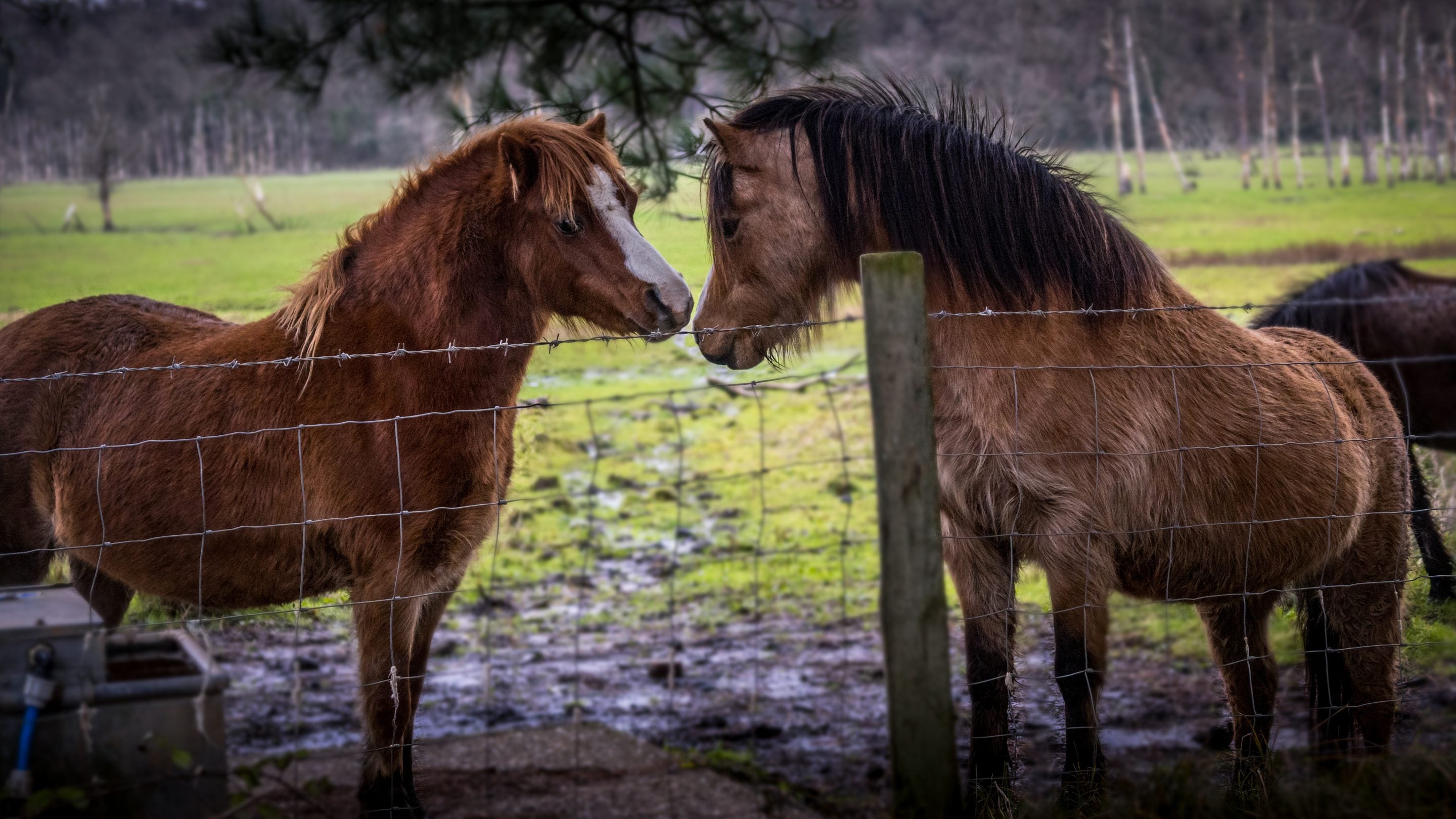 Ponies in a field in the area surrounding Burrows Cottage, South Wales