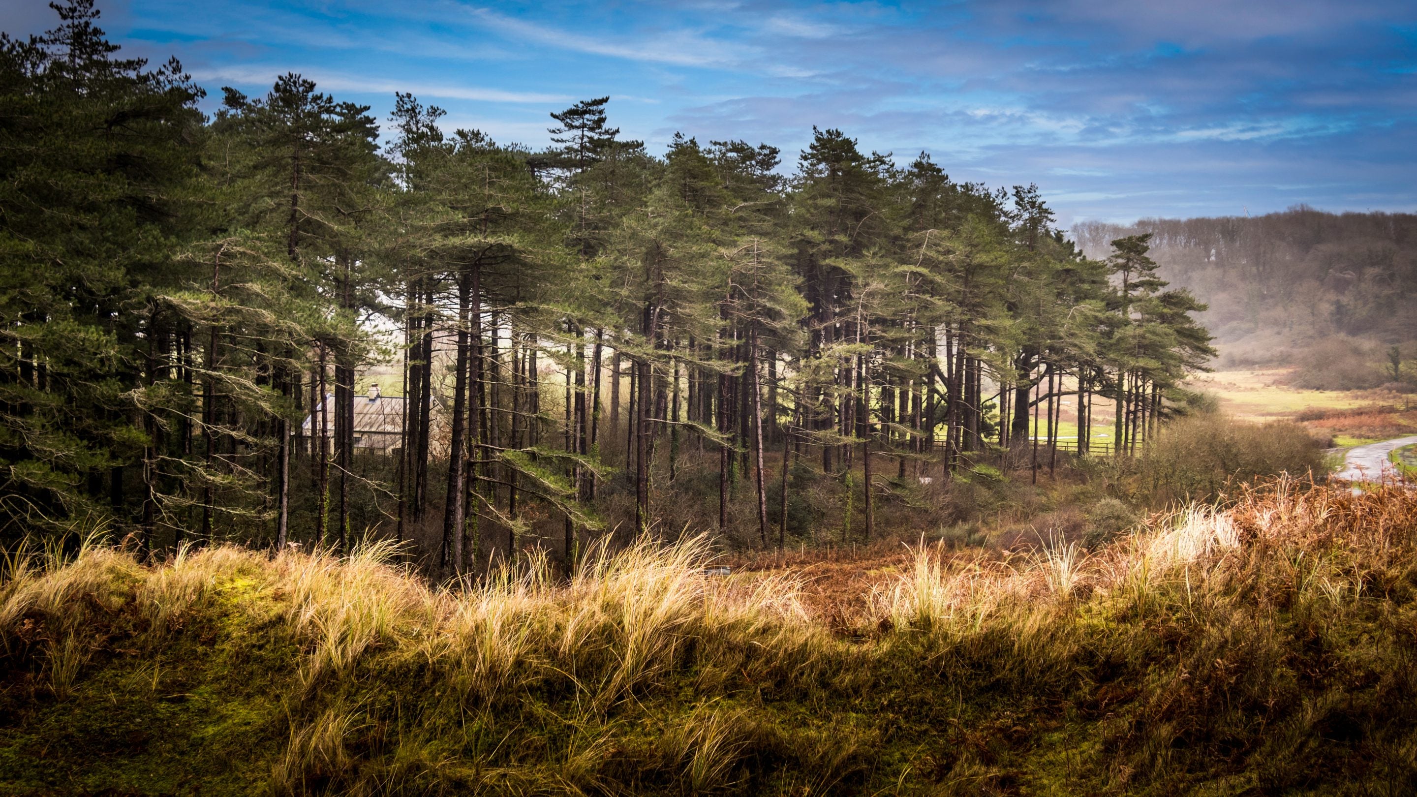 A glimpse of Burrows Cottage through the trees, South Wales