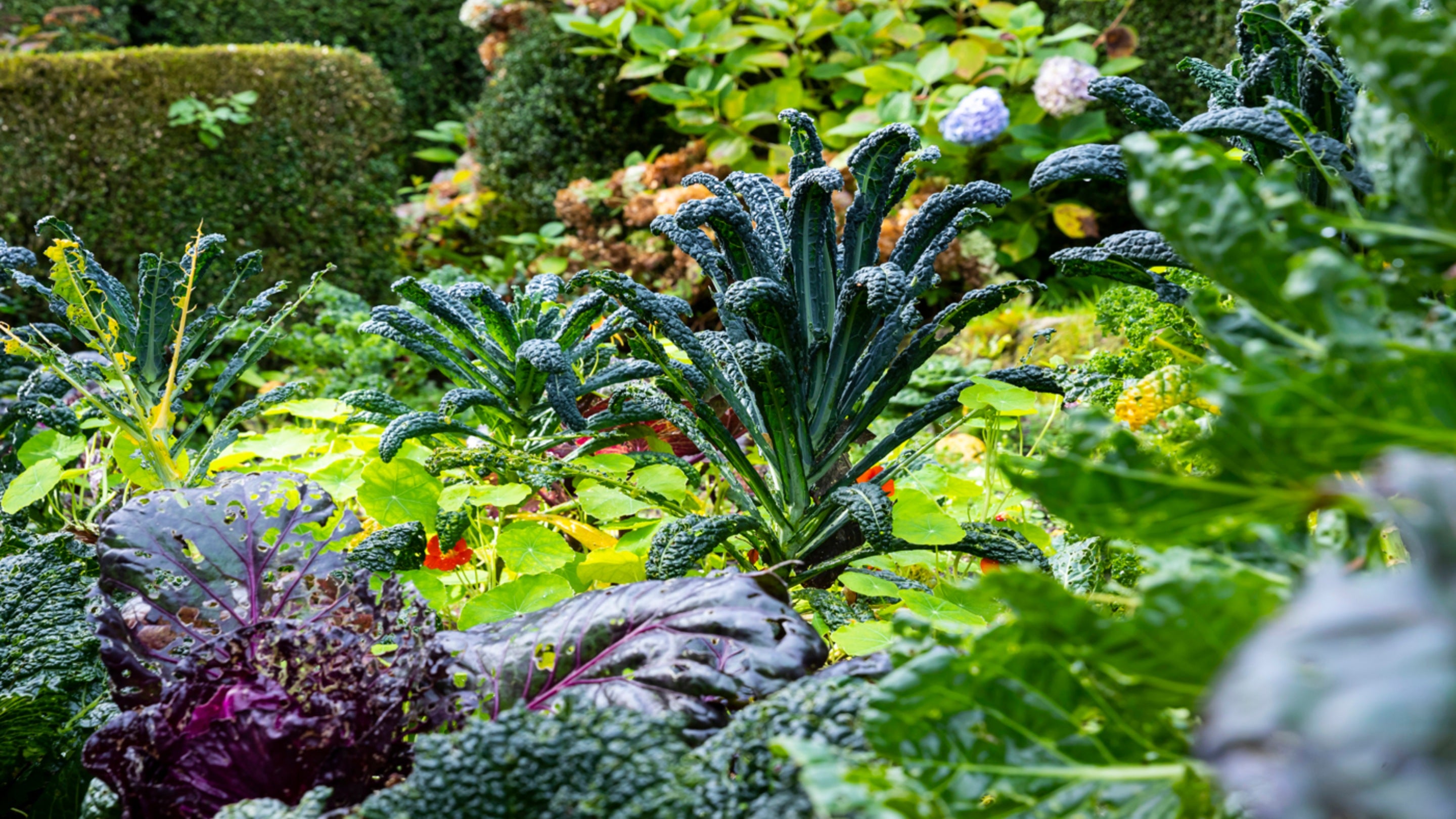 The garden at Plas yn Rhiw, Gwynedd