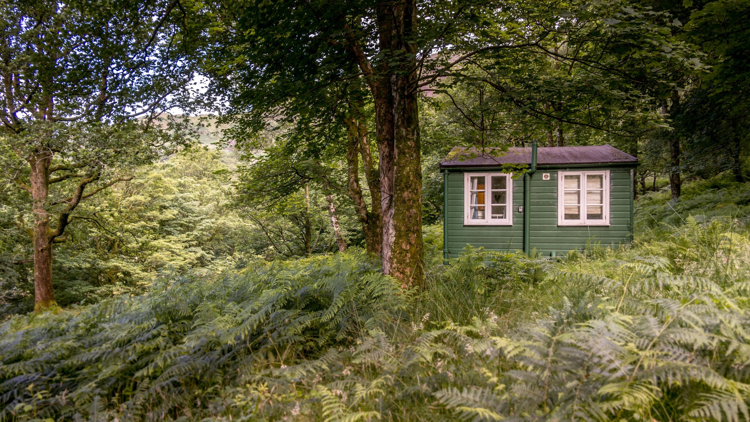 The Chalet at Tan Yr Ogof surrounded by trees and ferns, Gwynedd