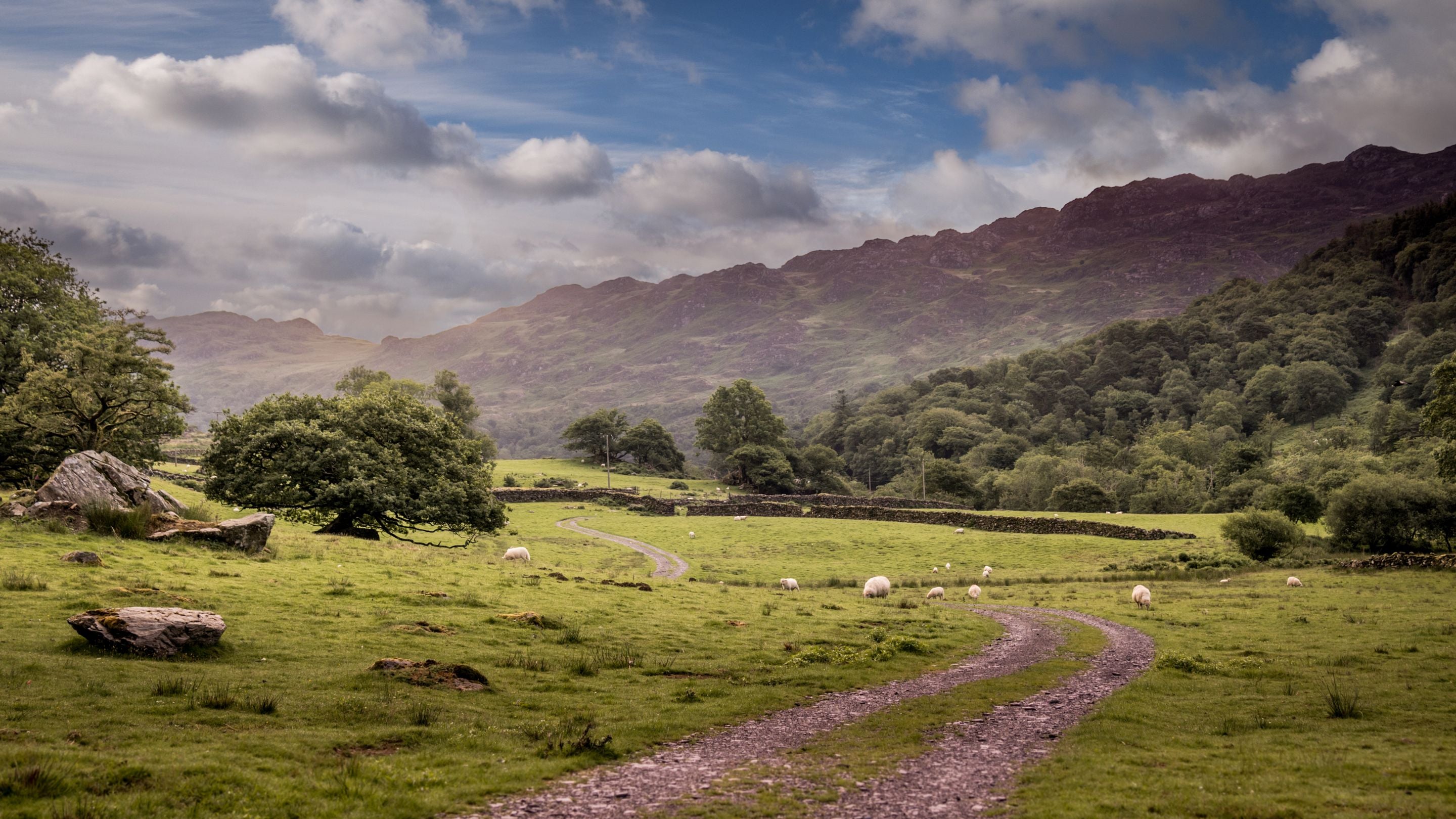 Sheep in the surrounding area at The Chalet at Tan Yr Ogof, Gwynedd