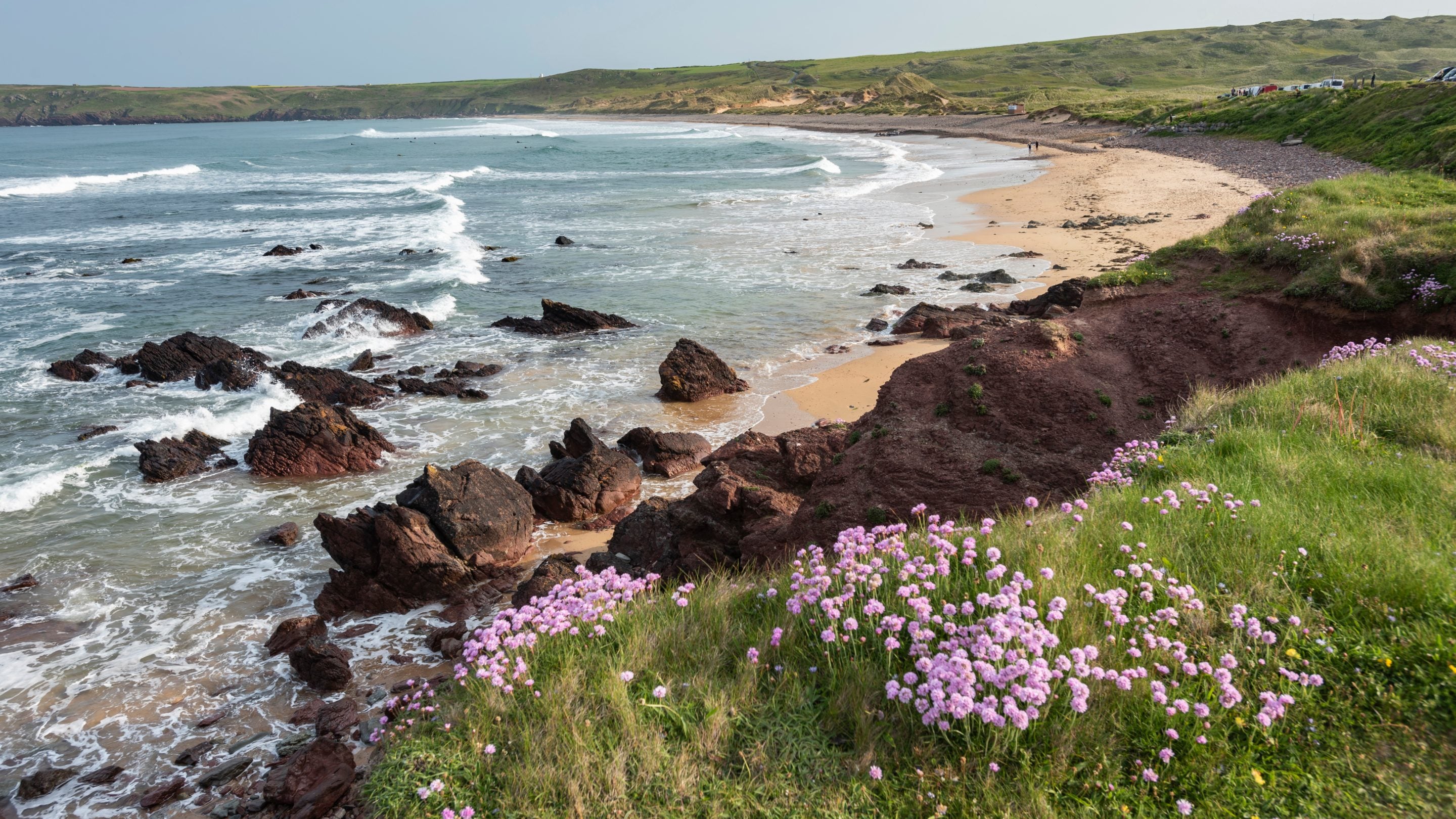 Wildflowers at Freshwater West by Gupton Farm Campsite, Pembrokeshire