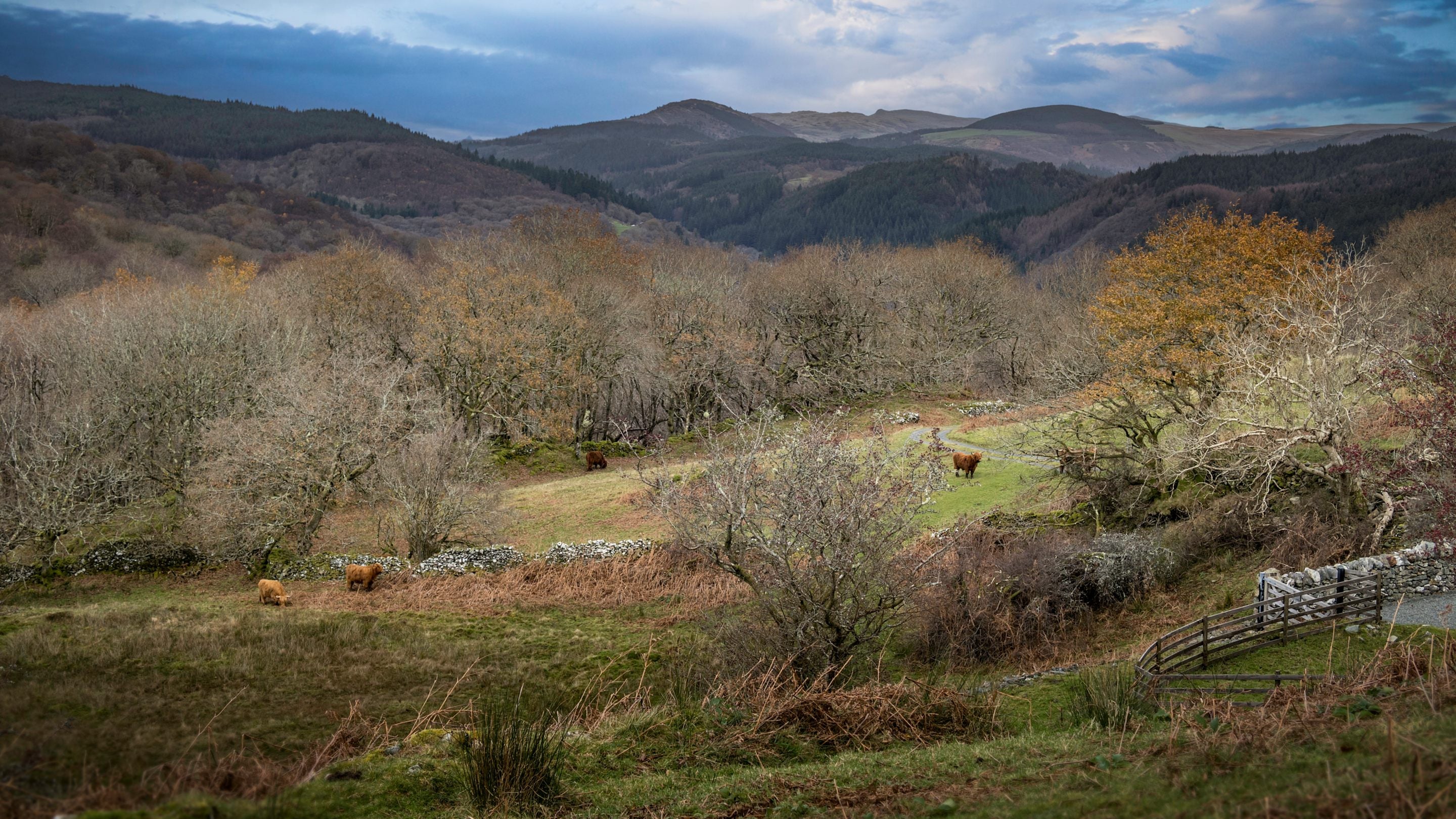 Highland cows by Hafod y Fedw, Gwynedd
