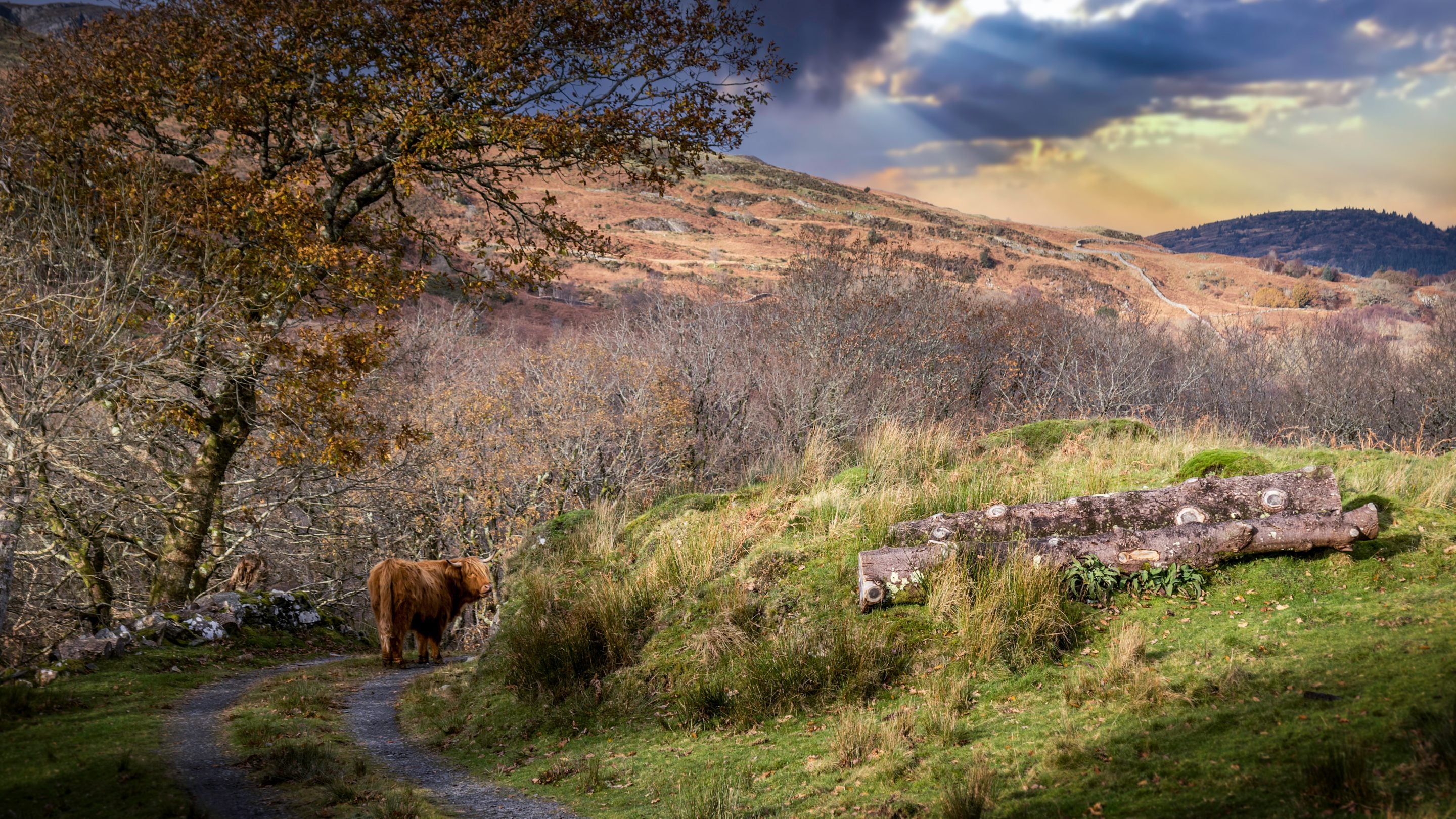 A Highland cow in the area surrounding Hafod y Fedw, Gwynedd