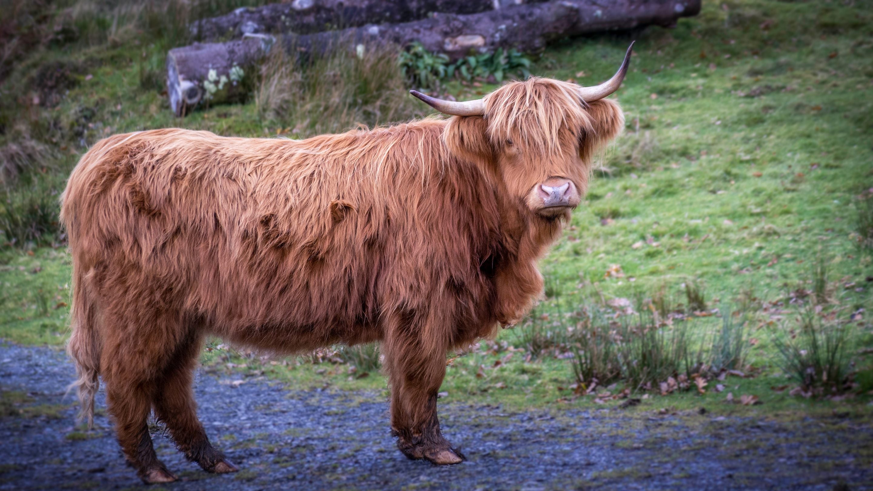 A Highland cow by Hafod y Fedw, Gwynedd