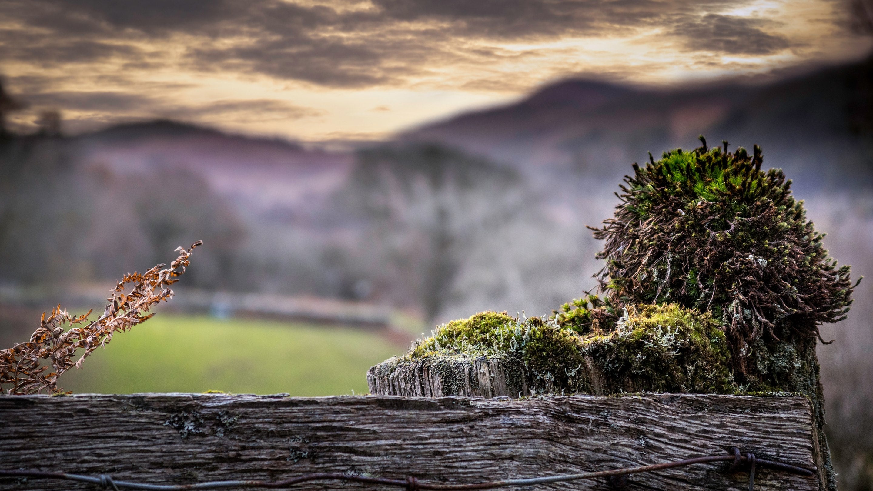 The surrounding area at Hafod y Fedw, Gwynedd
