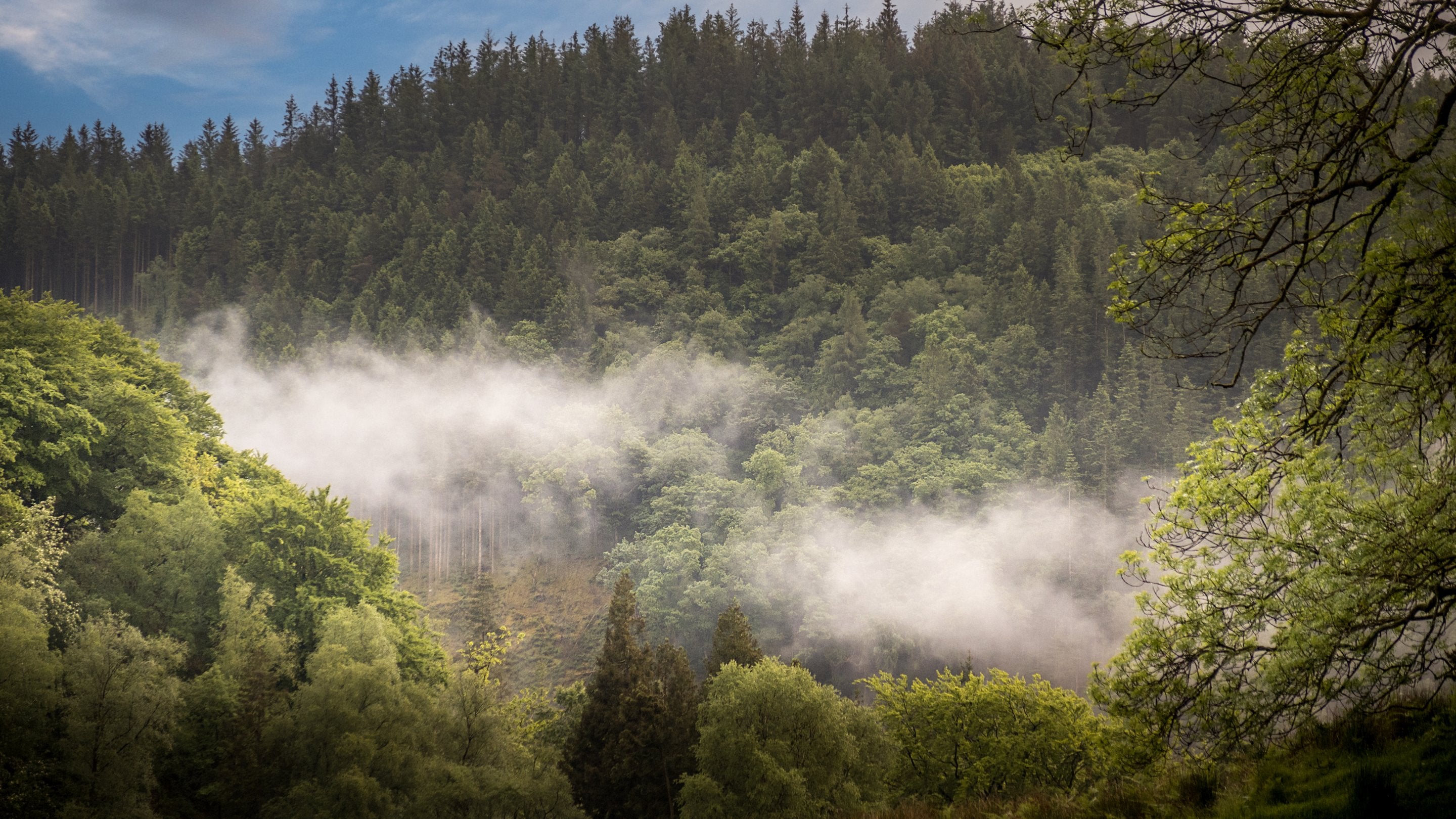 Tree covered hills on the Hafod Estate in mist, near Hawthorn Cottage, Ceredigion