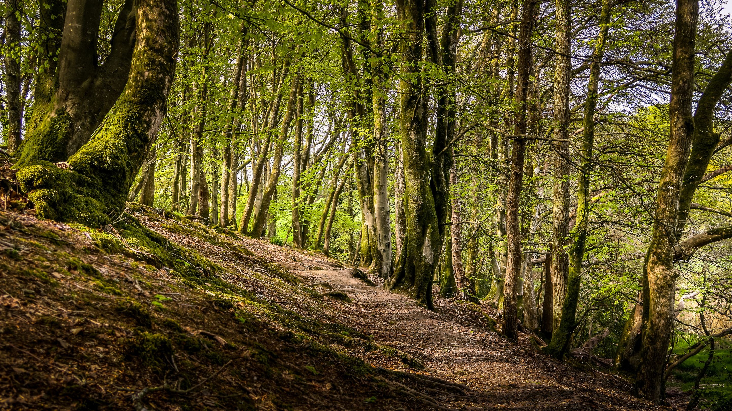 Woodland near Little Milford Farmhouse and Lodge, Pembrokeshire