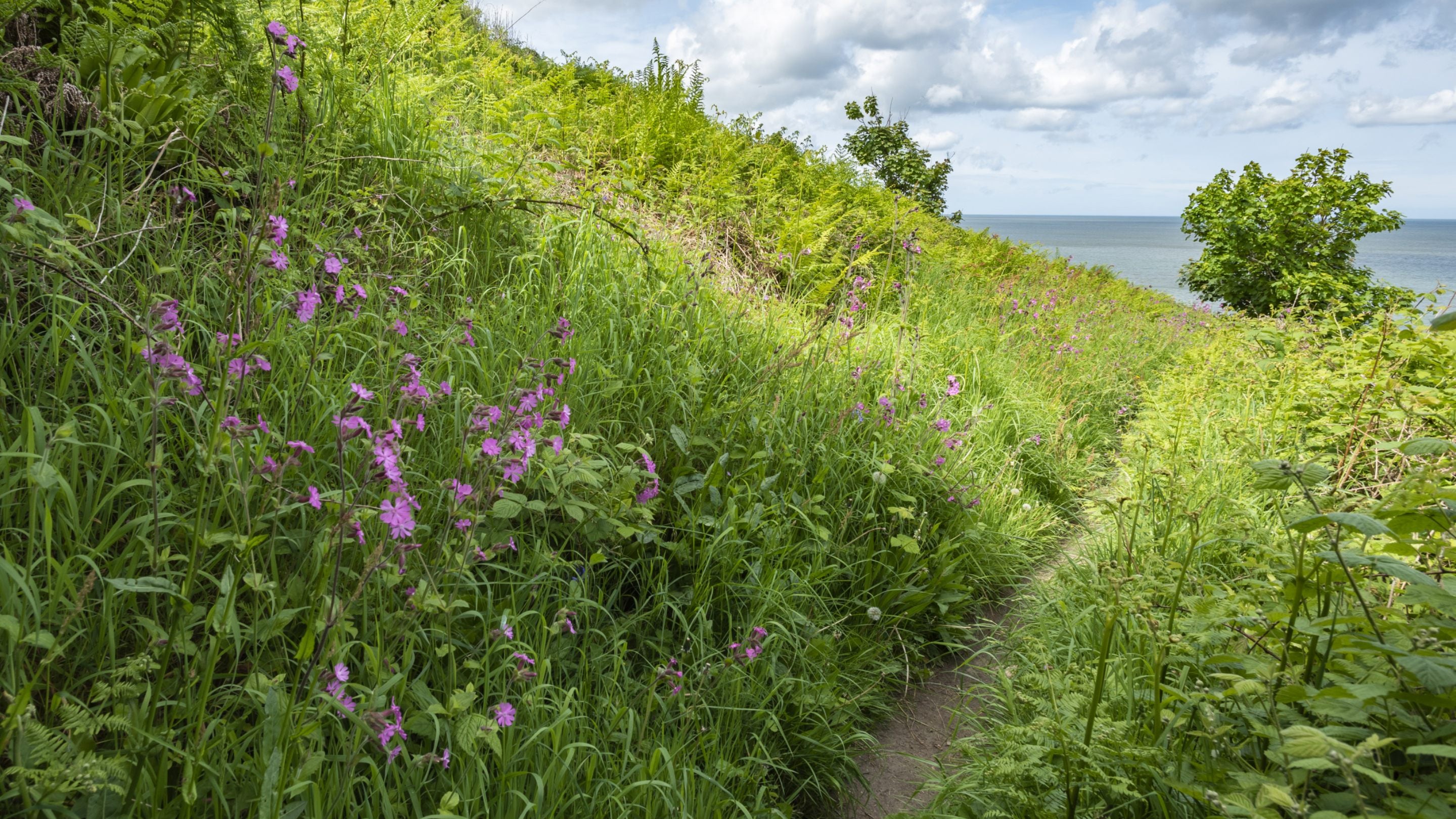 The secluded coast path at Penbryn Bay, Ceredigion, Wales
