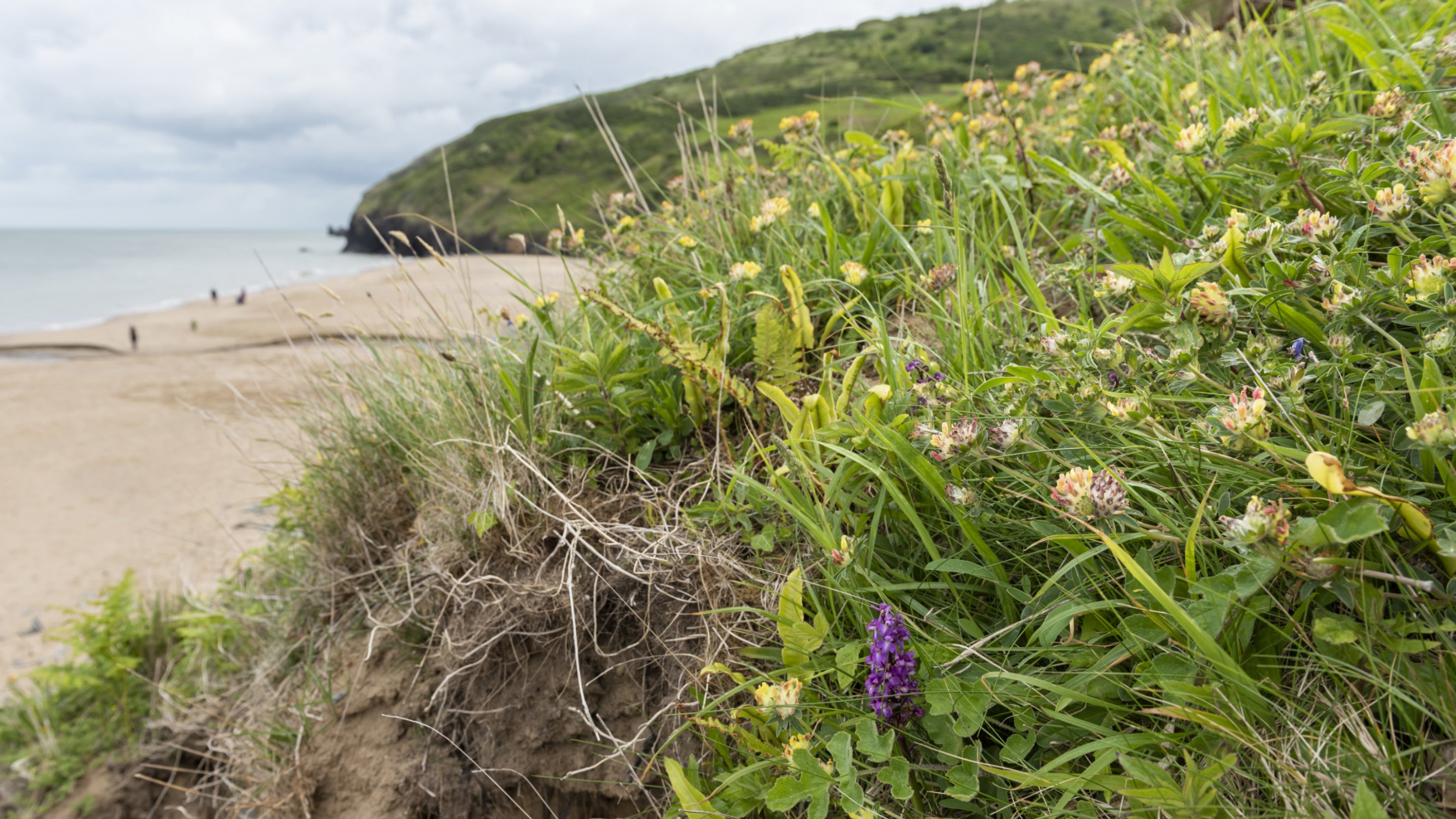 Coastal wildflowers at Penbryn Bay, Ceredigion, Wales