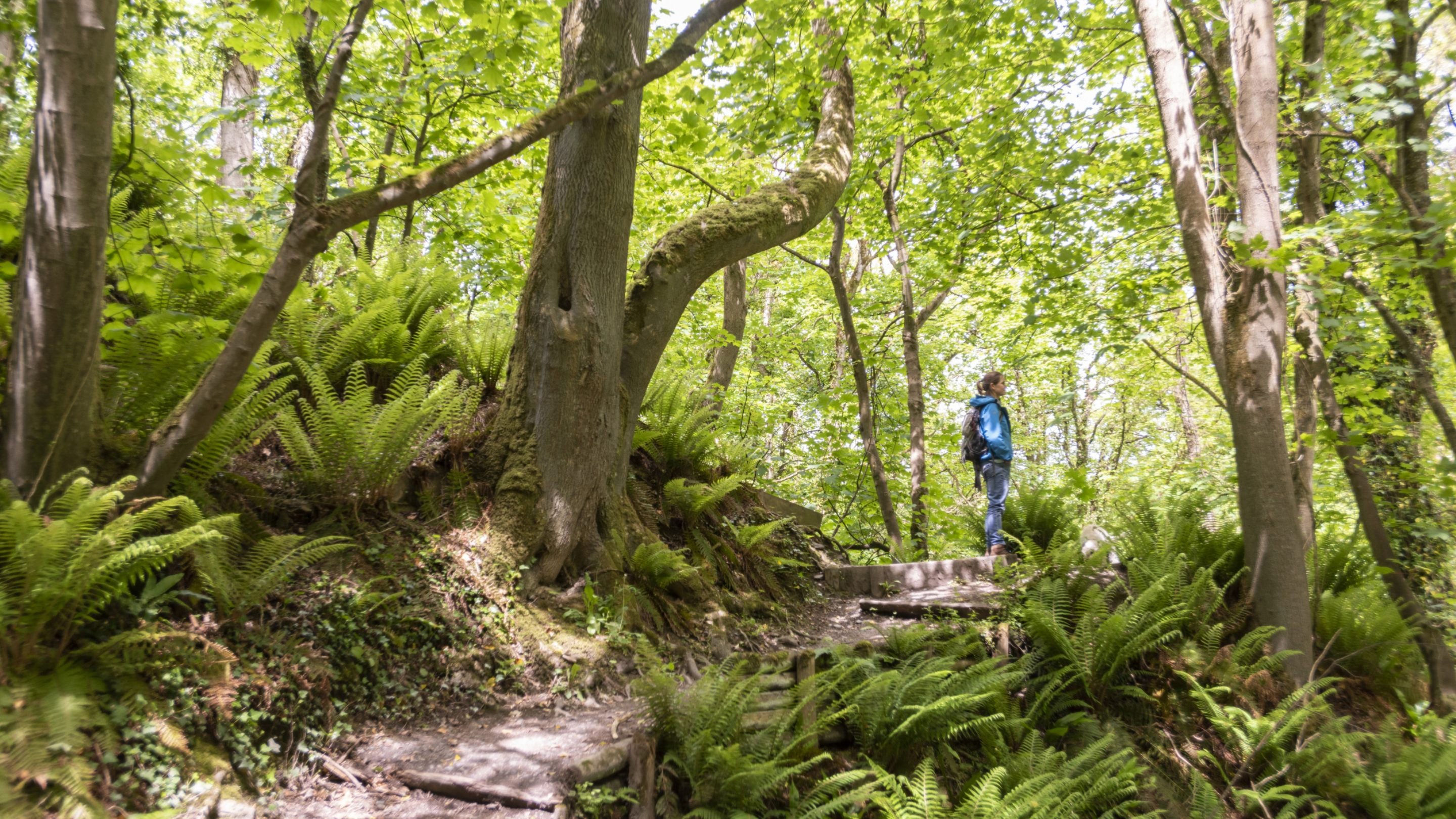 The woodland at Penbryn Bay, Ceredigion, Wales