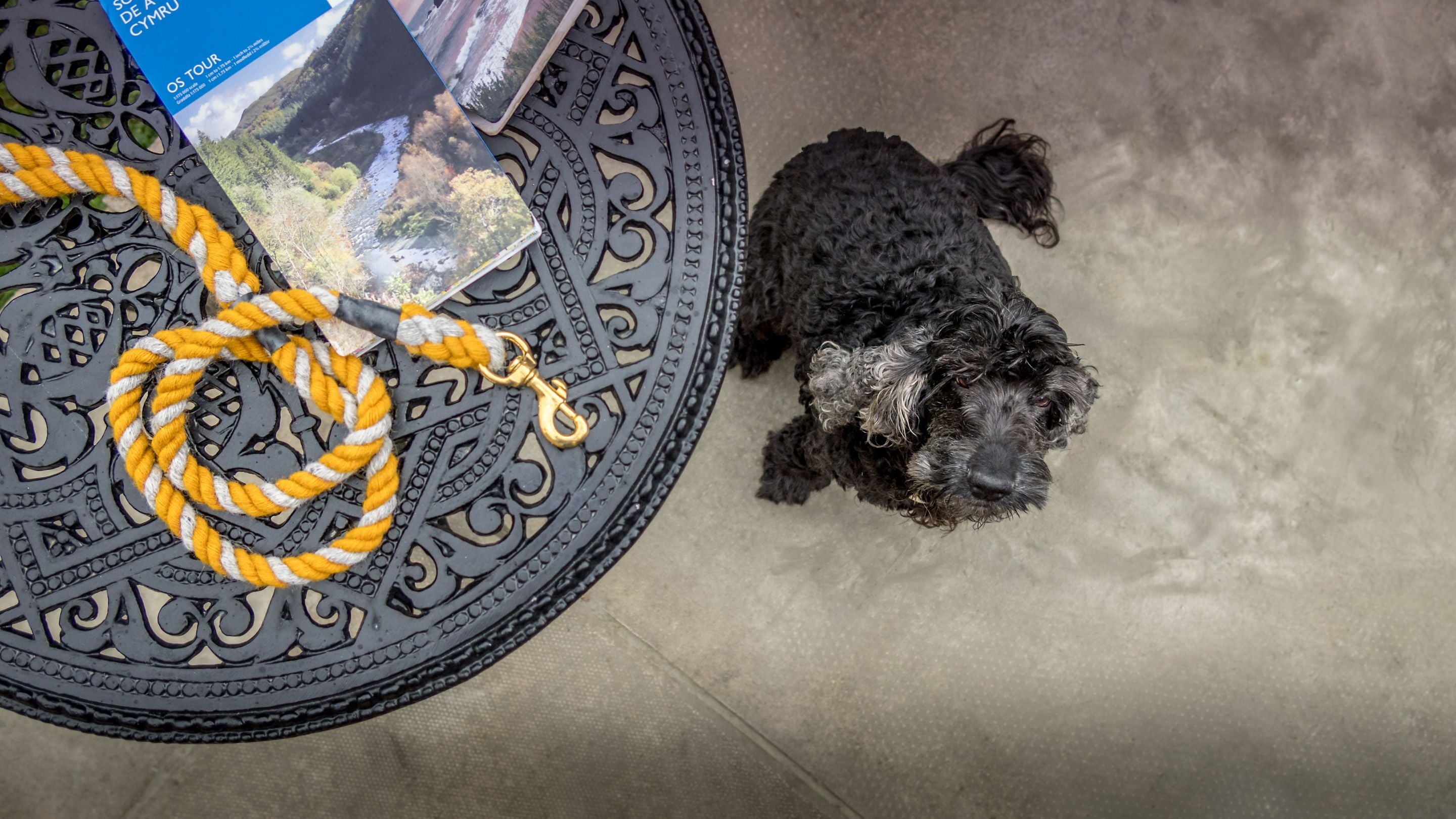 A small black dog on the patio at Penbryn Cottage near Penbryn Beach in Ceredigion, Wales