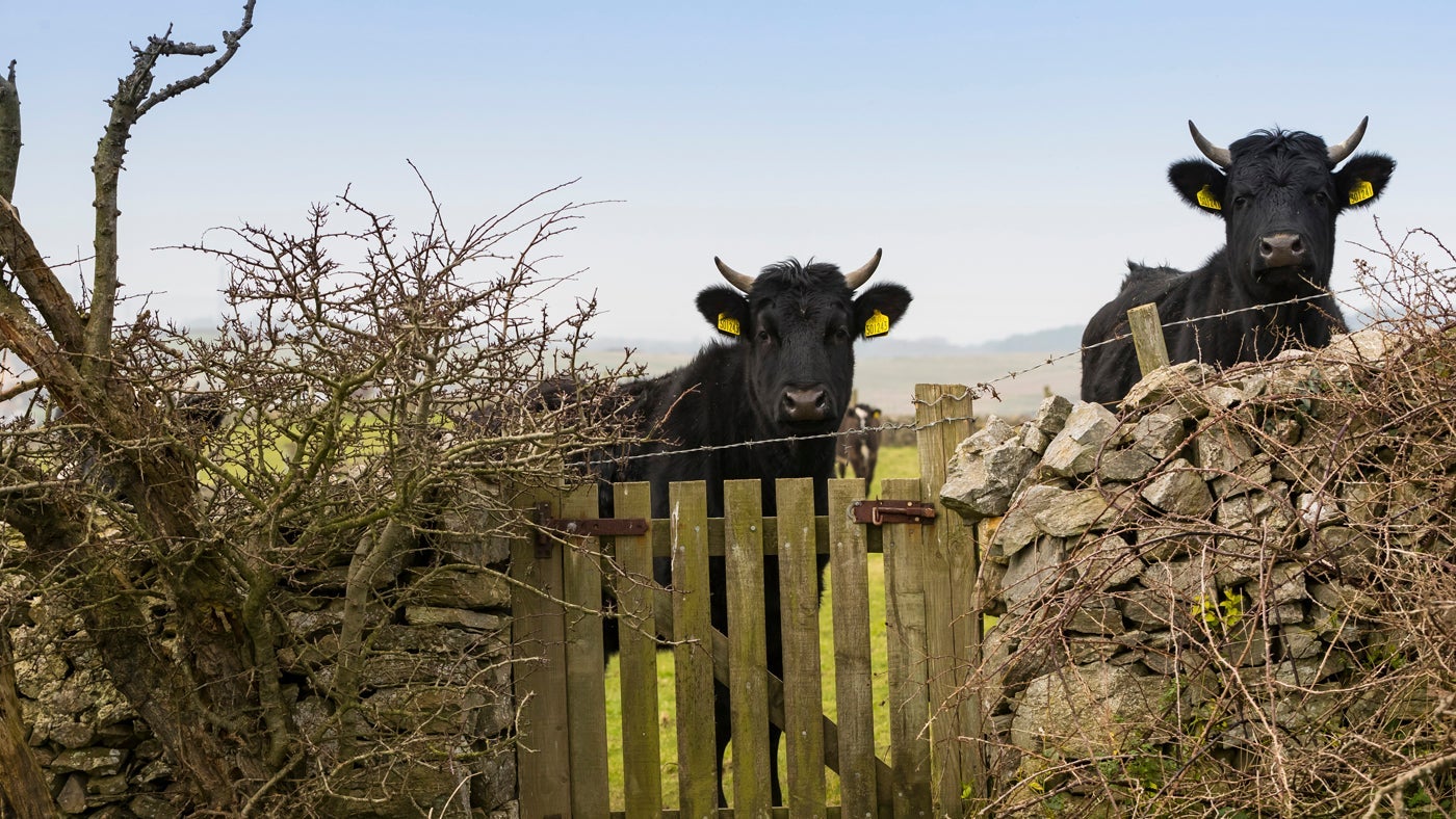 The local visitors at Penrhyn Mawr, Anglesey