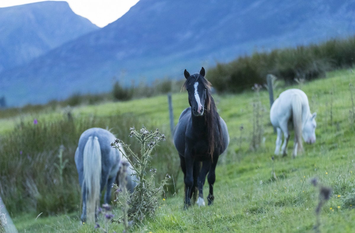 Ponies grazing near Tal y Braich, Betws y Coed, Gwynedd