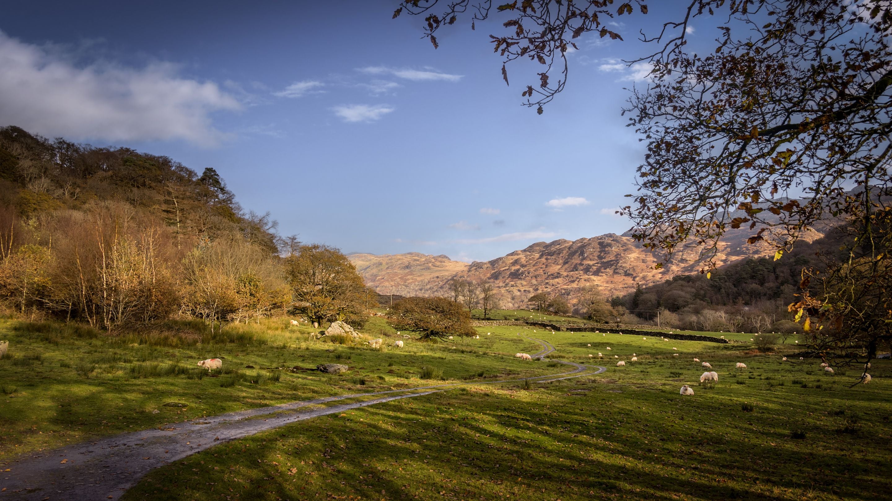 Farmland with sheep in the area surrounding Watkin Bunkhouse, Gwynedd