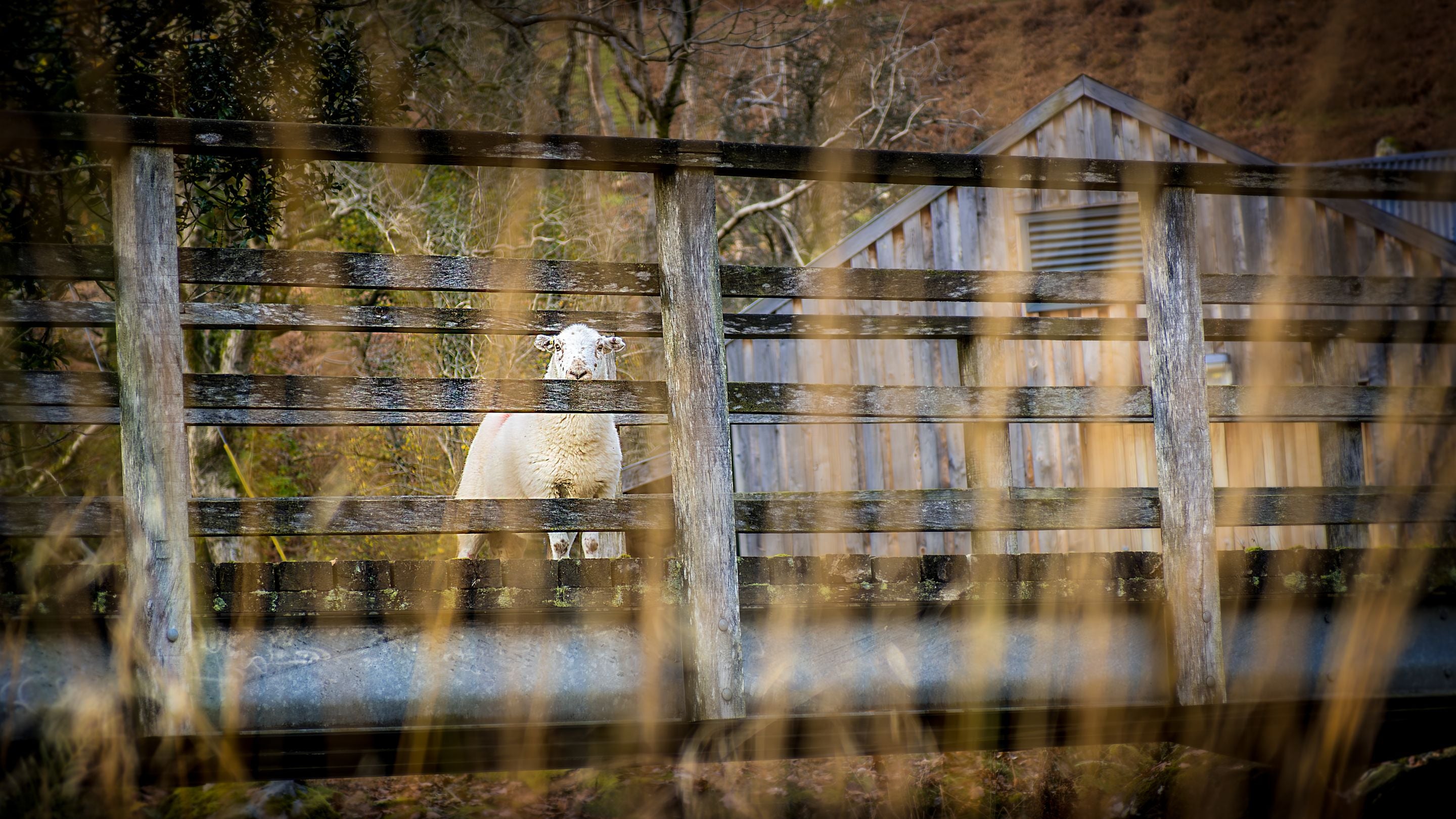 A sheep near Watkin Bunkhouse, Gwynedd