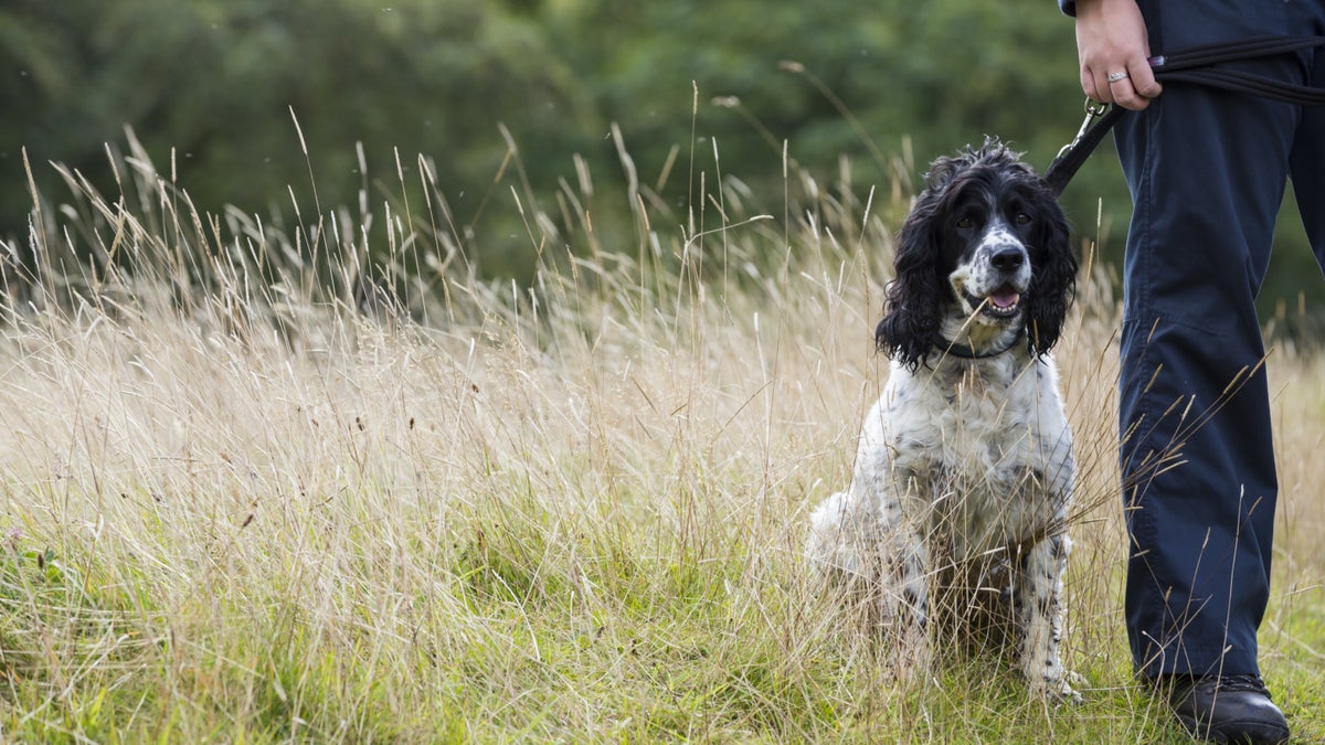 Pet friendly holidays yorkshire 2025