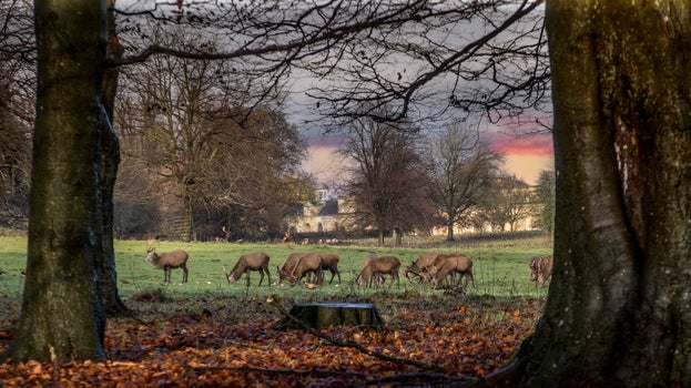A view a deer grazing near Choristers' House in Studley Royal Deer Park, Yorkshire