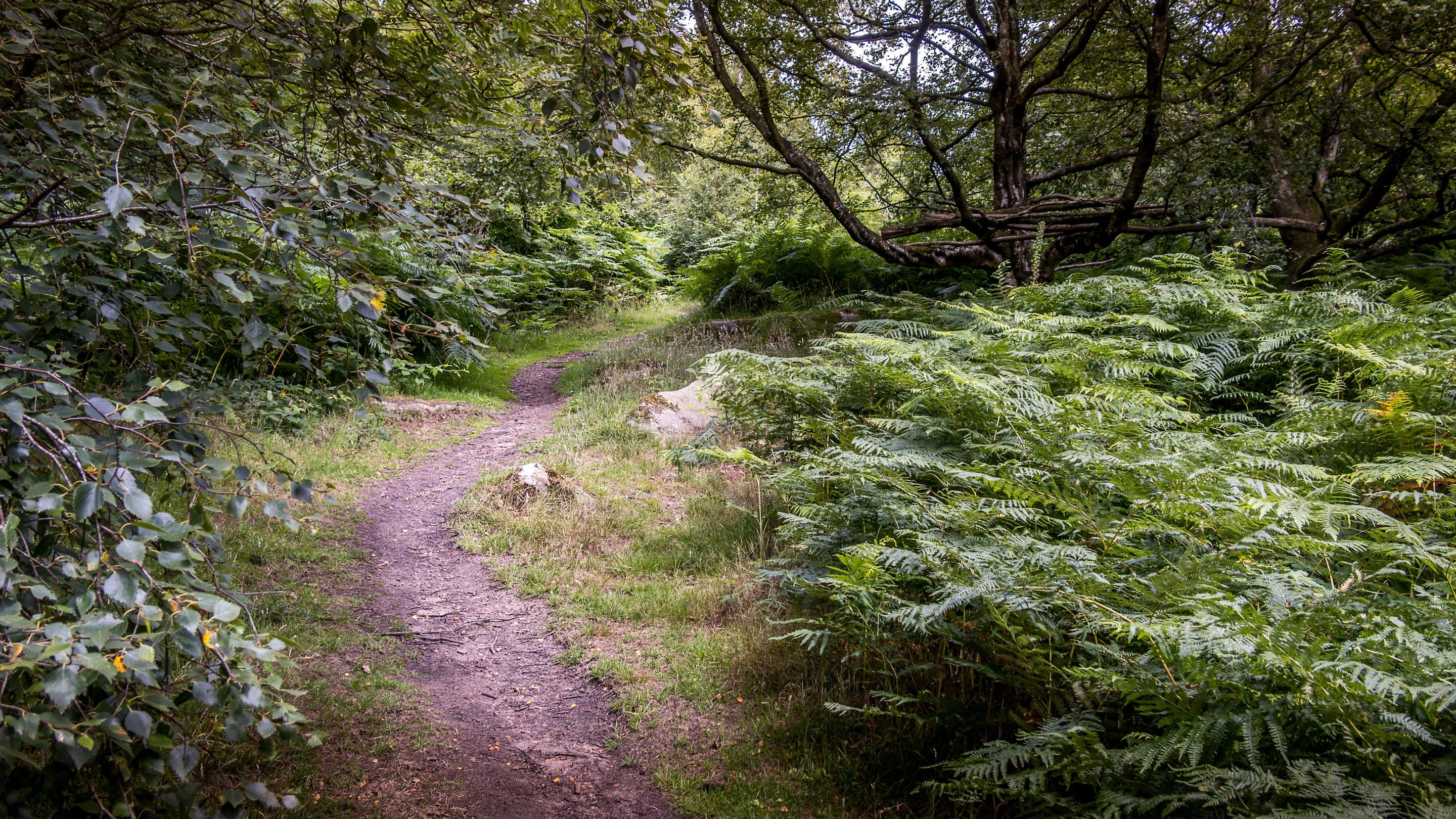 The footpath from Druid's Cave Farmhouse that leads uphill through brush and woodland to Brimham Rocks, North Yorkshire