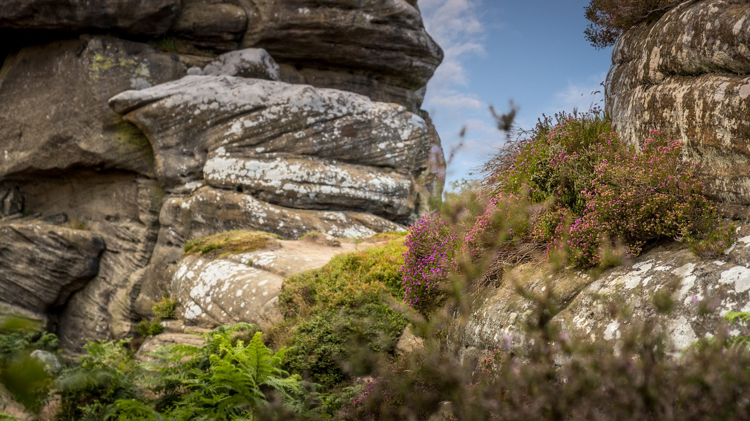 Pink heather and ferns growing on and around rocks at Brimham Rocks, North Yorkshire