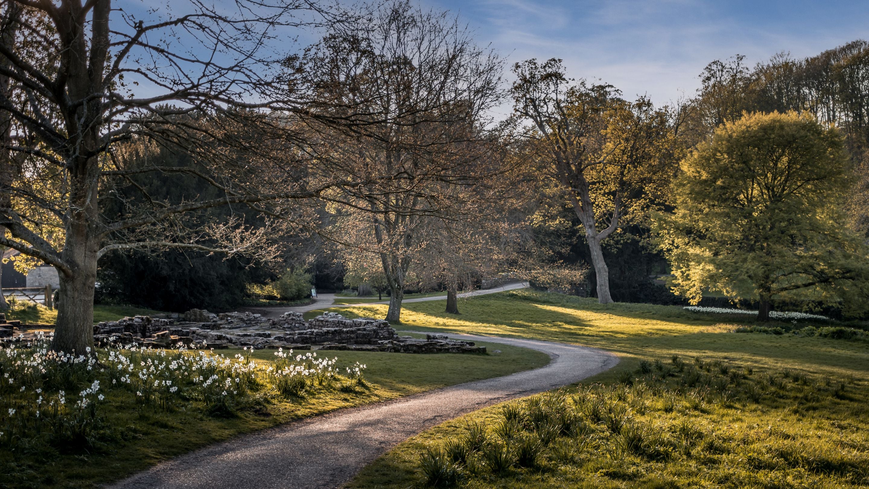 Spring blossom and daffodils along a path through Fountains Abbey, Yorkshire