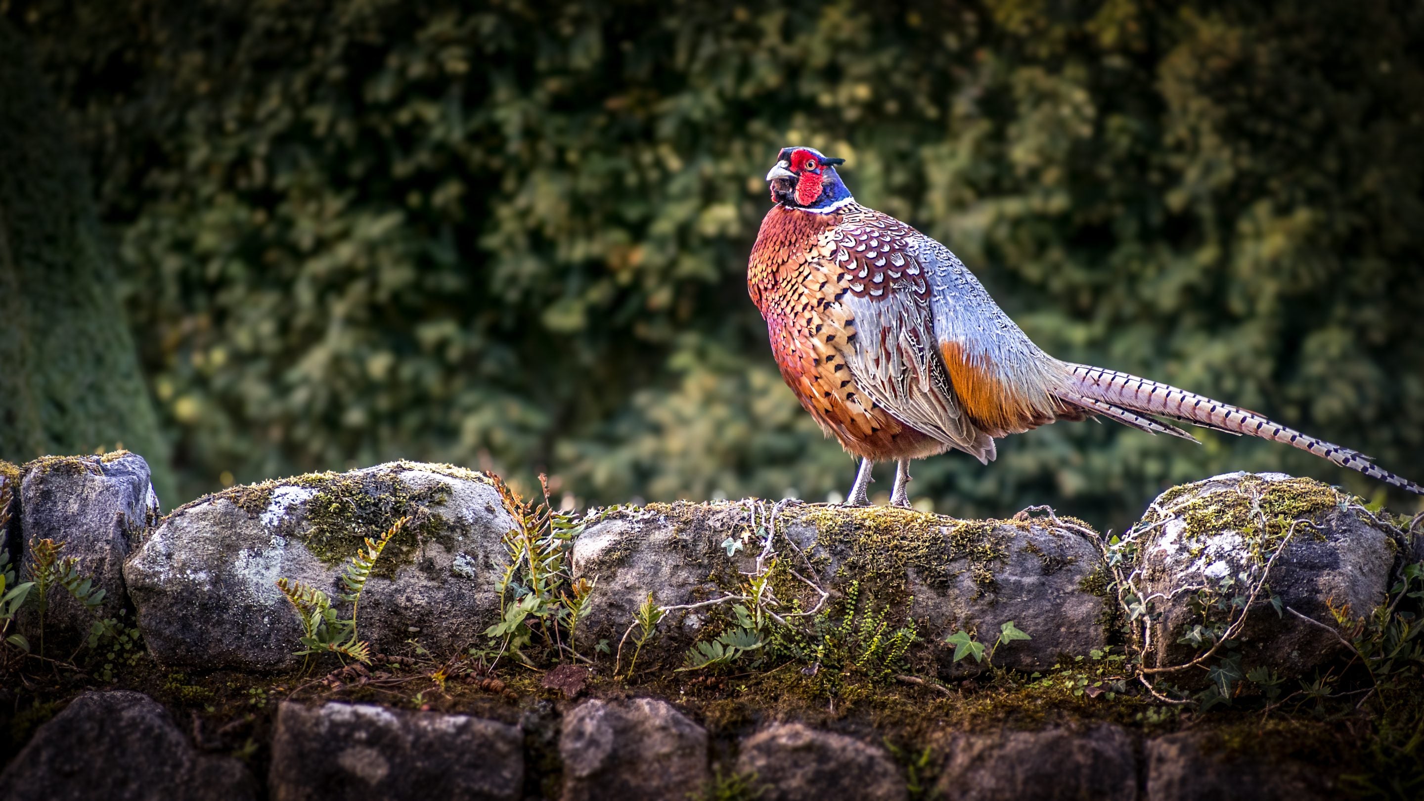 A pheasant at Fountains Abbey, Yorkshire