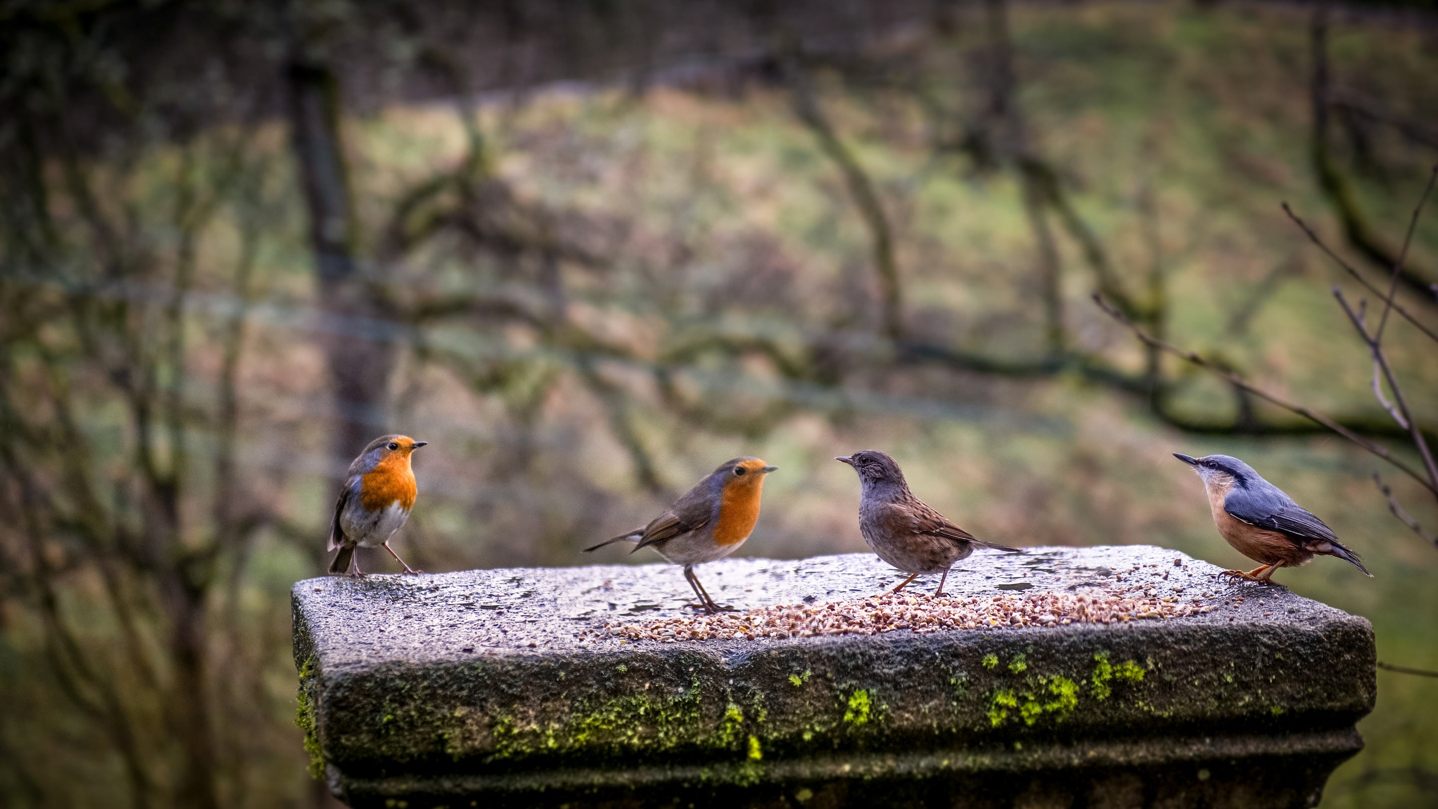 Birds on the bird table at Hardcastle Lodge, Yorkshire