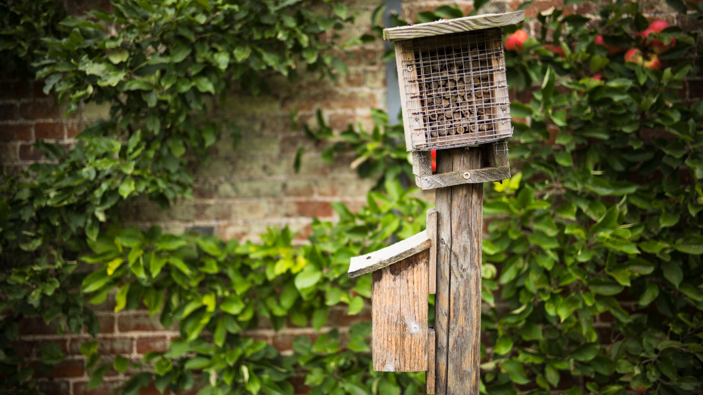 Bird box and bee hotel in the Walled Garden at Wimpole Estate, Cambridgeshire