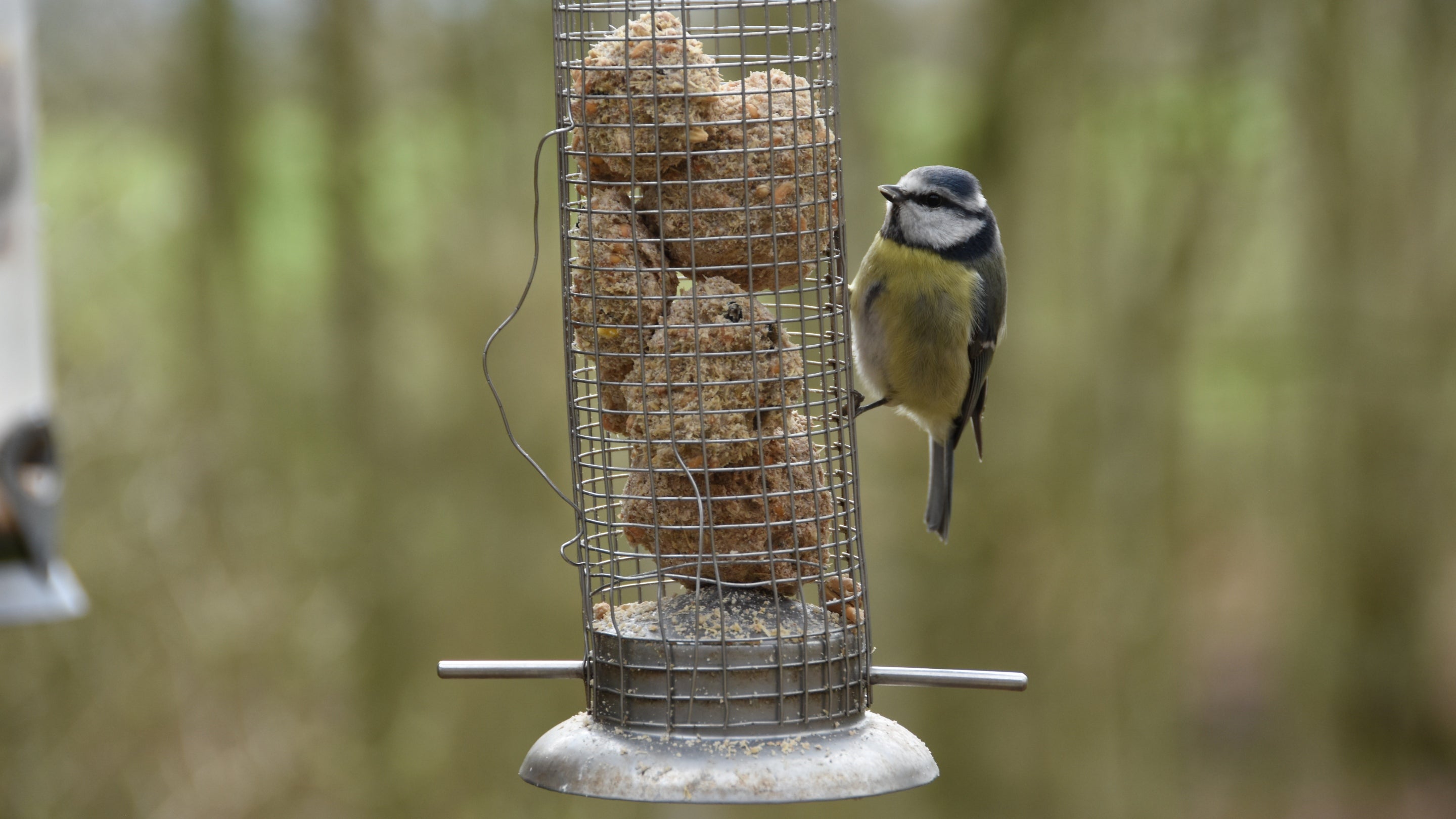 Blue tit on bird feeder, viewed from the bird hide at Acorn Bank, Cumbria