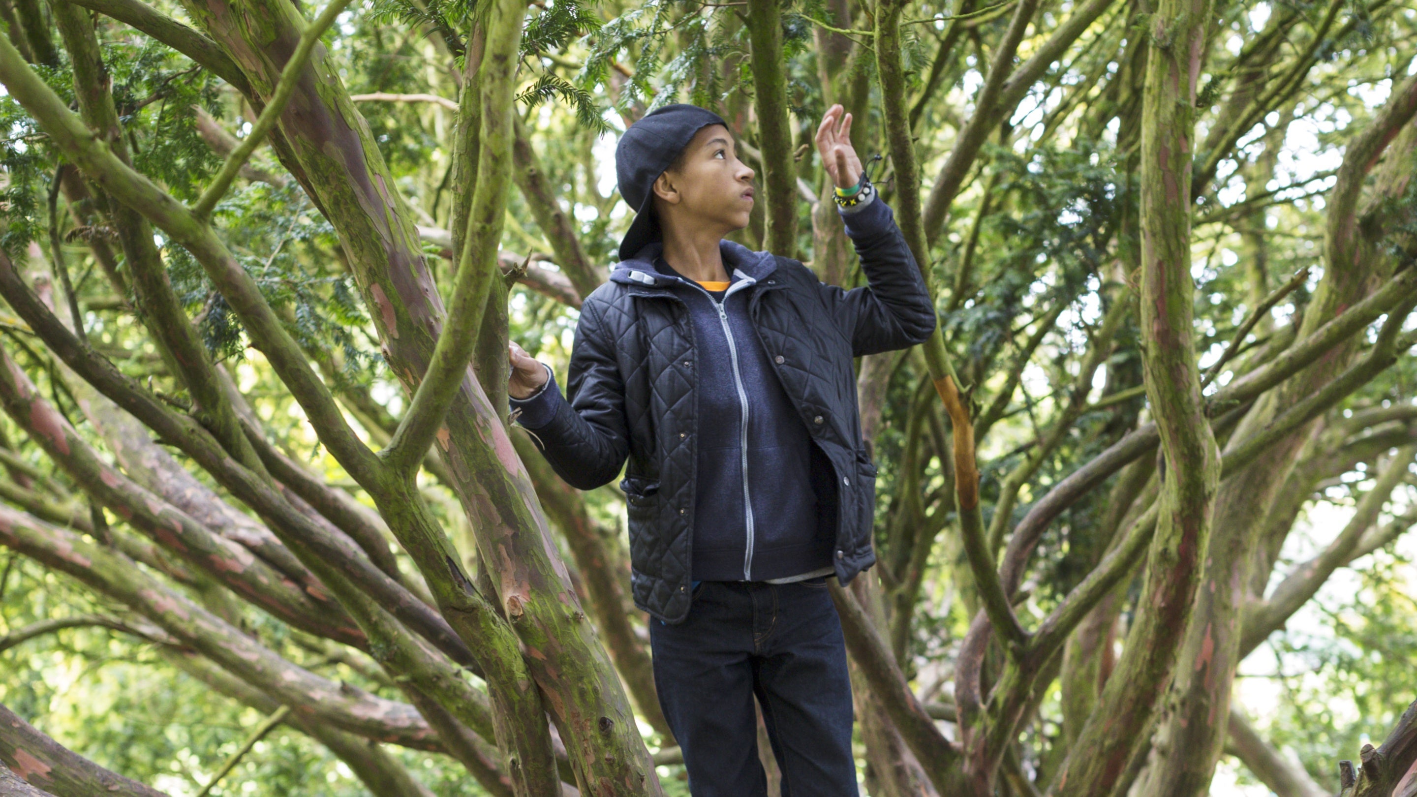 A boy stands amongst many tree branches as he climbs a tree at Wallington, Northumberland
