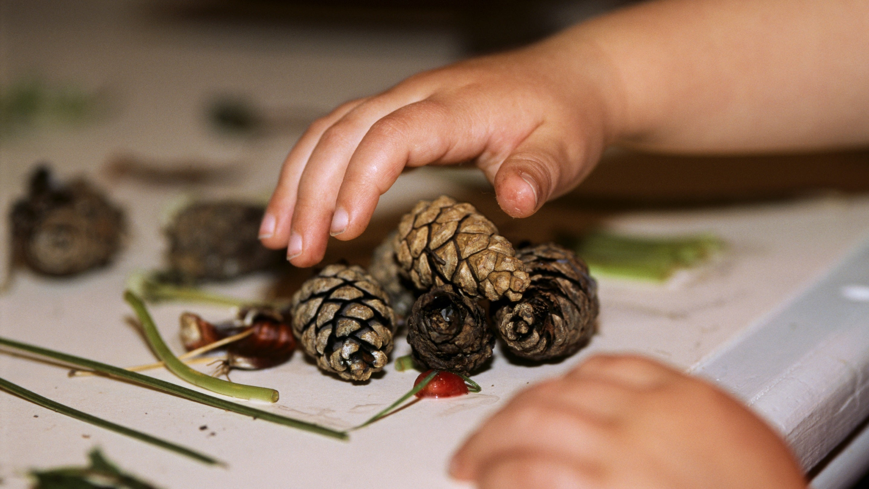 Using fir cones and conkers to make a collage