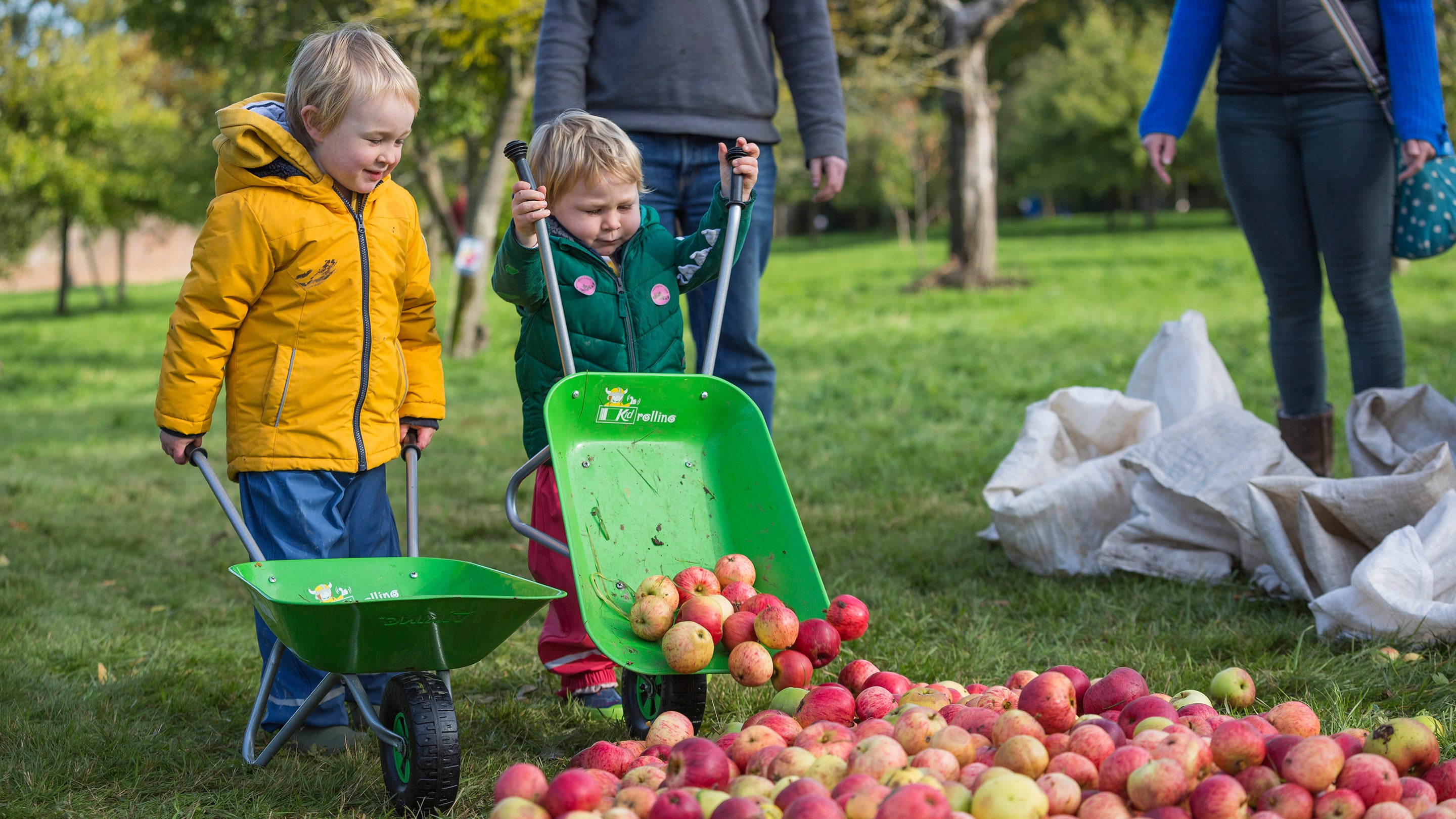 Children collecting windfall apples in the Orchard on Apple Day at Barrington Court, Somerset