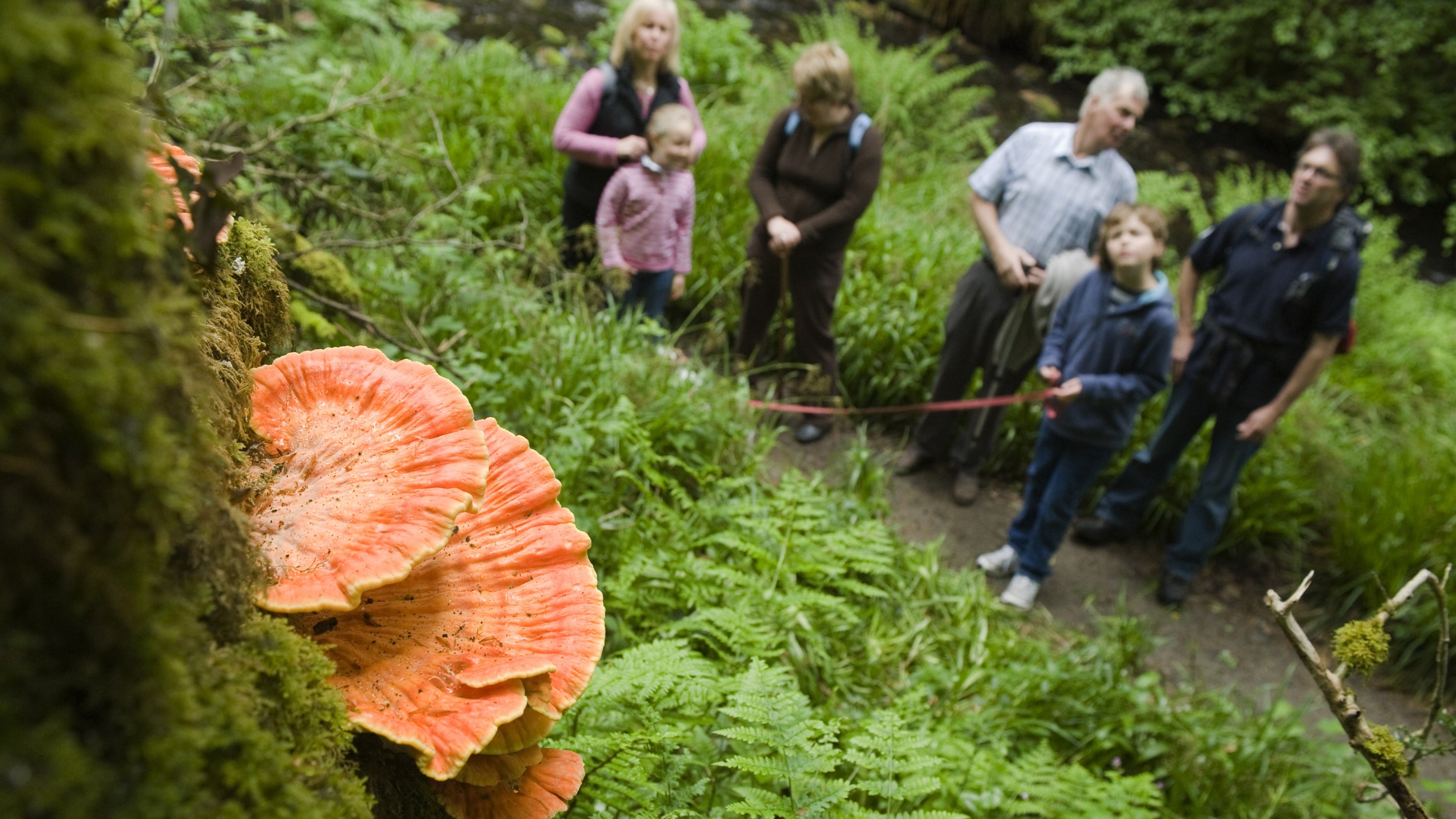 Visitors looking at bracket fungi on a tree at Lydford Gorge, Devon