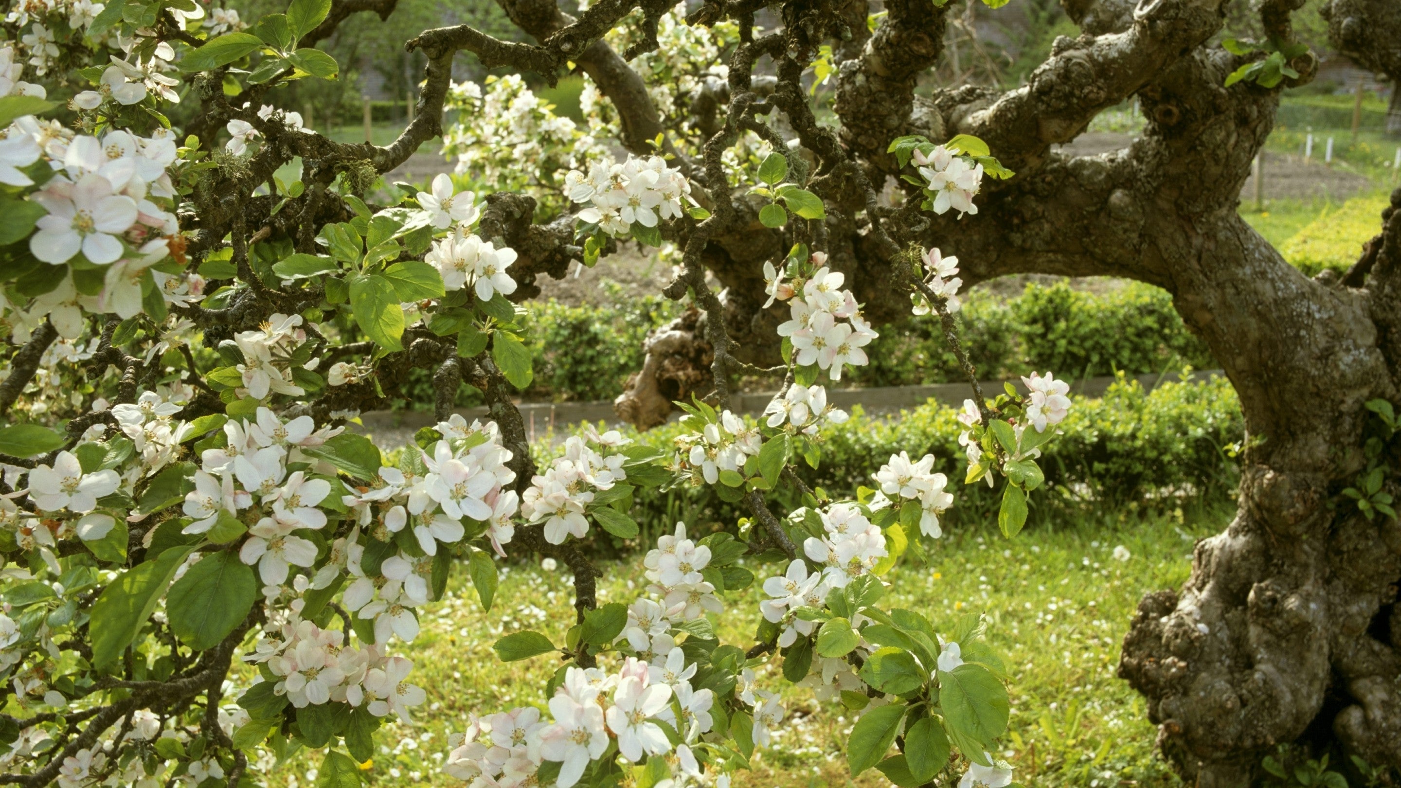 Open white blossom flowers each with five, small petals, and yellow-tipped stamens, set against green leaves hanging from a tree