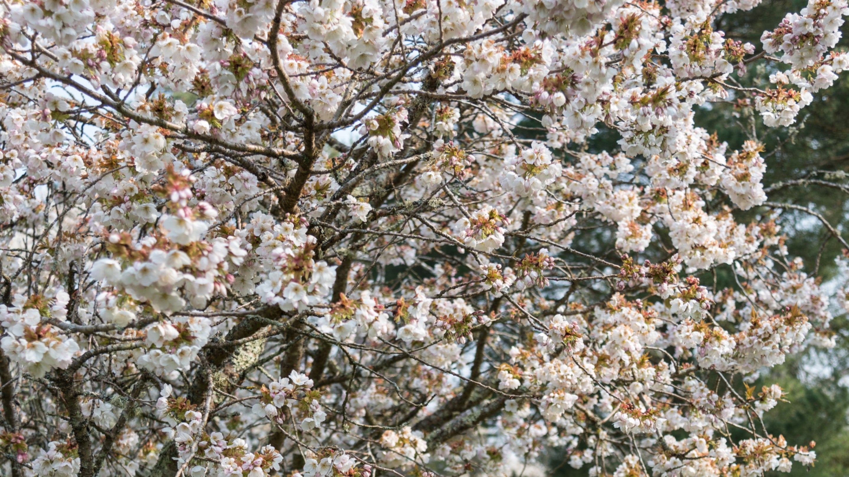 Spring  blossom at Bateman's, East Sussex
