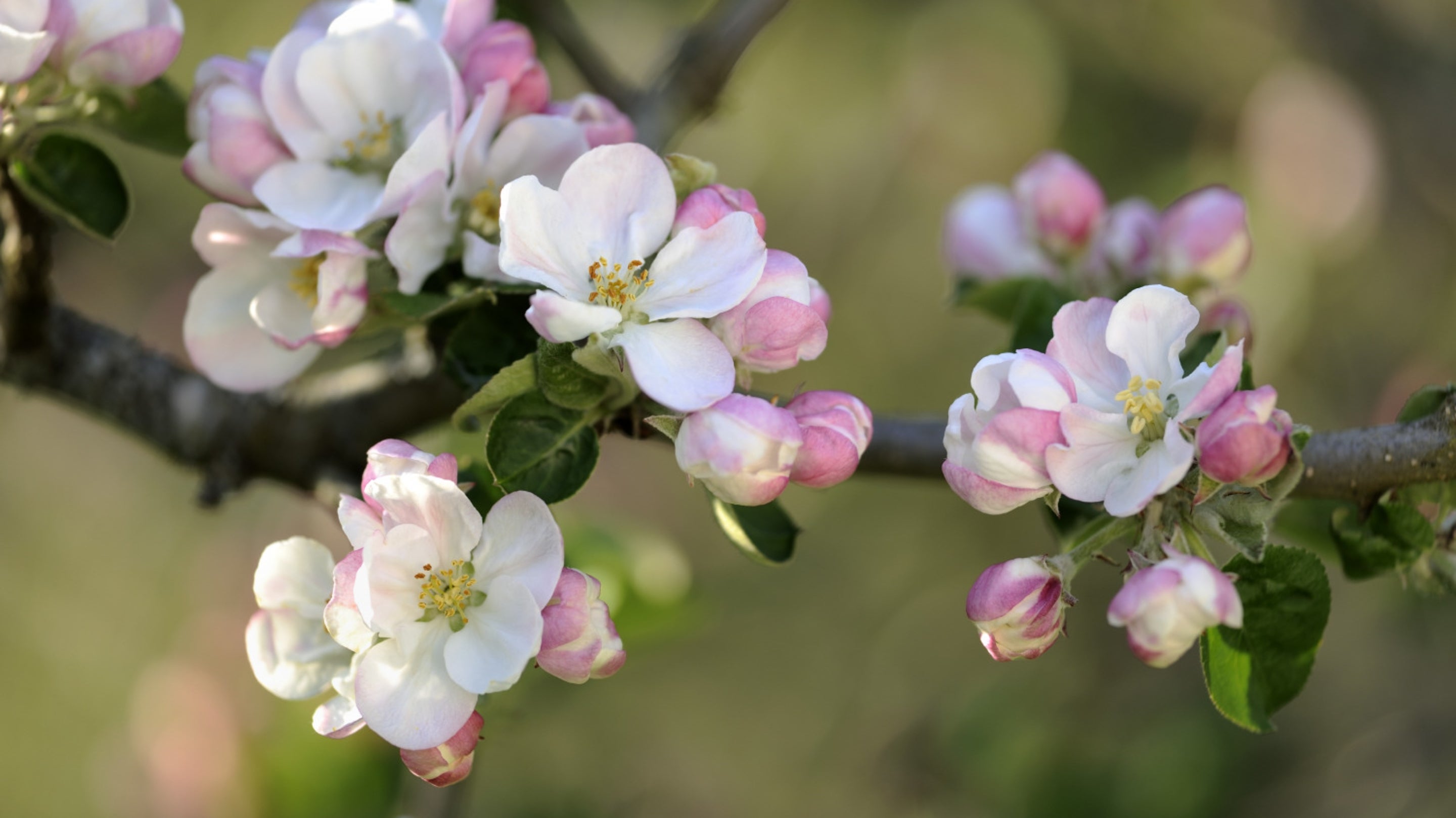 White blossom buds and open flowers, tinged with pink, on an apple tree branch