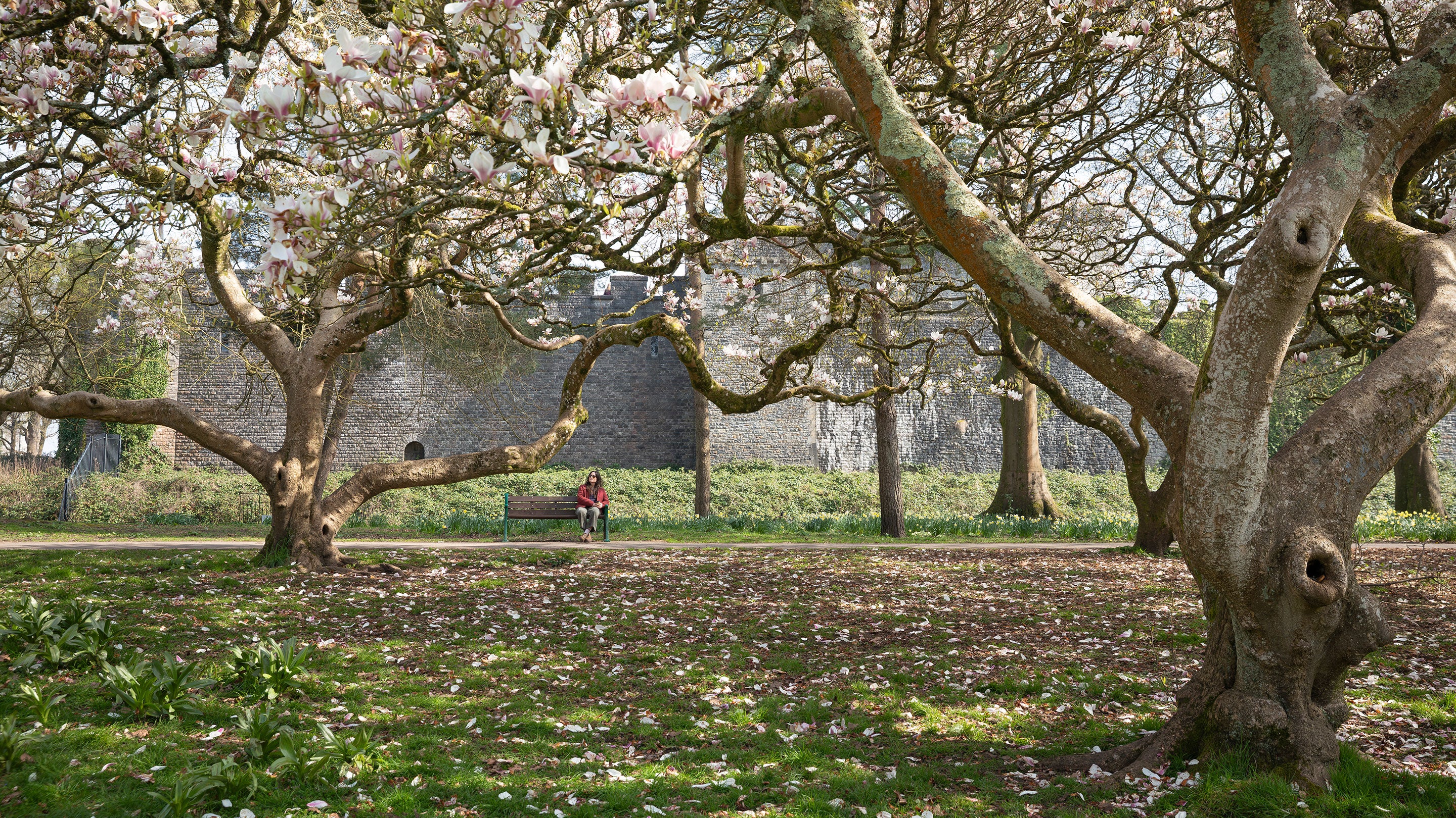 A seated woman gazes at the tall cherry blossom trees that gently scatter their blossom upon the grass of Bute Park, Cardiff
